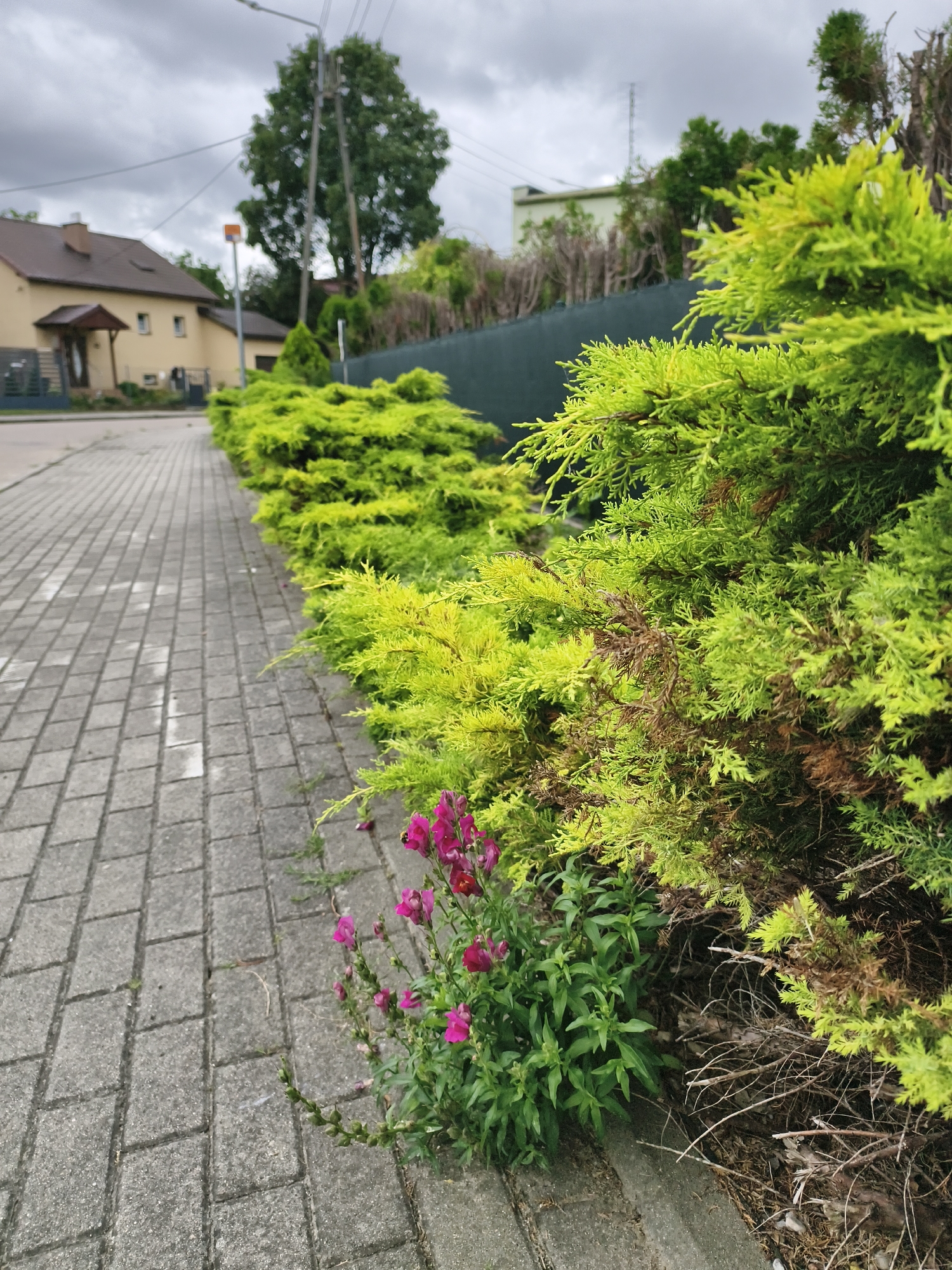 The image depicts a paved sidewalk adjacent to a line of bright green coniferous shrubs. A small cluster of pink flowers blooms near the base of the shrubs on the right side of the sidewalk. In the background, a light-colored house with a brown roof is visible, along with trees and a dark green fence. The sky is overcast with gray clouds. The scene appears to be a residential street in Tczew, Poland.