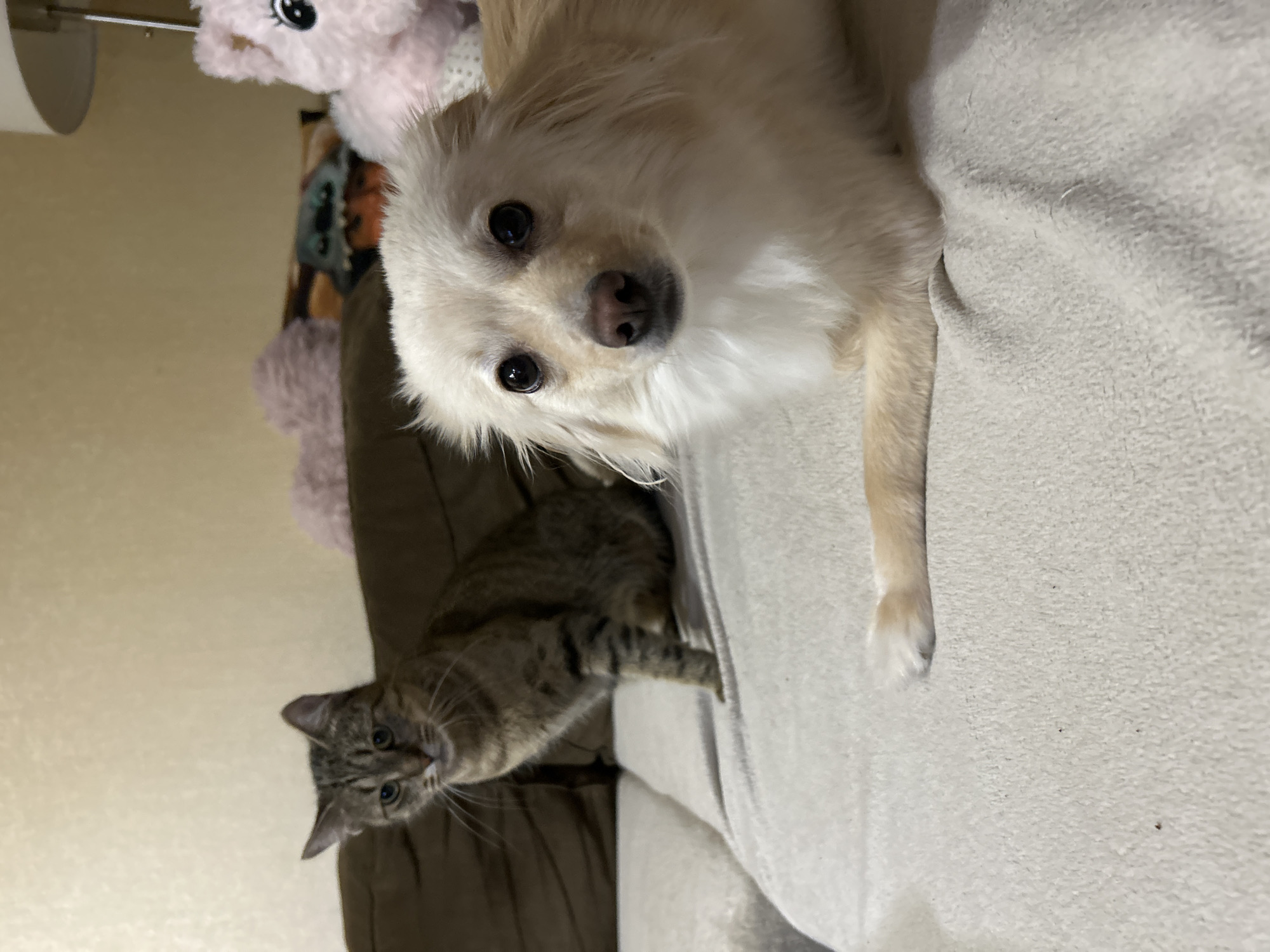 Two domestic animals, a tabby cat and a light-colored long-haired dog, are positioned on a couch. The cat is seated to the left, facing forward with its ears perked. The dog is lying down in the foreground, facing the camera with its head slightly tilted. In the background, a blurred lamp and stuffed toys are visible. The scene takes place indoors on a couch covered with a light-colored blanket. There is no indication of the location being in Sofia, Bulgaria.