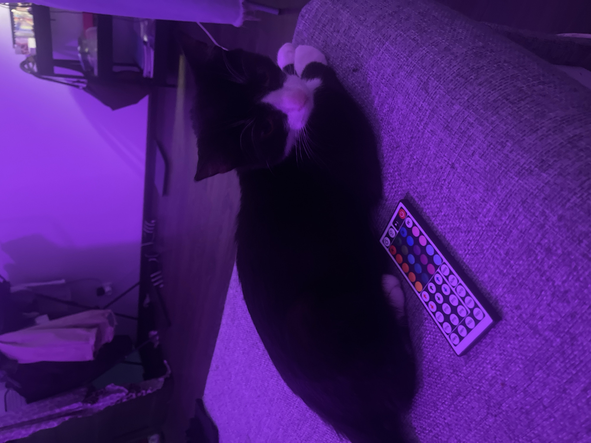 The image captures a relaxed indoor scene featuring a black and white tuxedo cat and an LED light remote control, bathed in vibrant purple ambient lighting. The cat is the central subject, lying on its back with its white paws tucked under its chin, showcasing its white chest and face markings, pink nose, and prominent white whiskers. Its eyes appear closed or looking away, suggesting it is resting or asleep.
To the right of the cat, placed on the same textured, upholstered surface (likely a sofa or bed), is a white remote control. This remote features numerous colorful circular buttons for various LED colors, along with several white/grey rectangular buttons for functions such as power ("ON/OFF"), white light ("W"), brightness/speed control (indicated by arrows and numerical values like "3/6/12/24"), and mode settings like "FLASH", "STROBE", "FADE", and "SMOOTH".
The entire environment is illuminated by a strong purple light source, casting a deep violet hue over the cat, the furniture, and the background. This lighting suggests the image was taken during the evening or night, creating a cozy and atmospheric mood. In the background, dimly lit by the purple light, are indistinct household items on what appears to be shelves or a desk against a wall, further confirming an indoor setting in Saint Petersburg, Russia. The overall impression is one of calm and comfort.