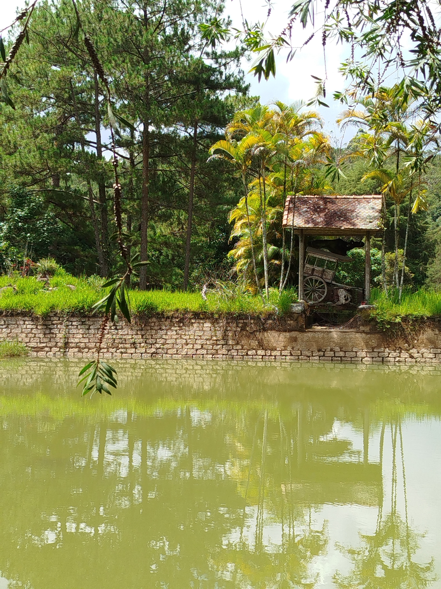The image shows a pond in Cam Ly - Da Lat, Vietnam, with a brick wall bordering the edge. Behind the wall is a small, weathered structure with a tiled roof, housing an old wooden cart. The pond reflects the trees and structure above, giving the water a greenish tint. The foreground features a hanging branch with leaves, partially obscuring the view. The background is filled with dense vegetation, including pine trees and palm trees. The sky is partially visible through the foliage.