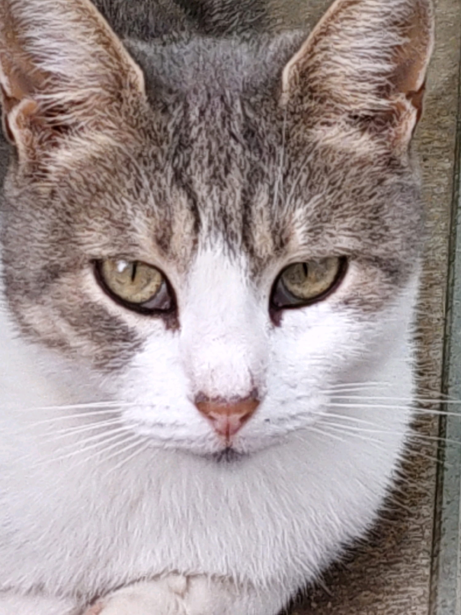 The image is a close-up, eye-level shot of a cat's face. The cat has gray and white fur, with prominent white whiskers and green eyes. The background appears to be a textured, light brown surface. The cat is looking directly at the camera. There is no indication of the city of Rostov-on-Don, Russia, in the image.