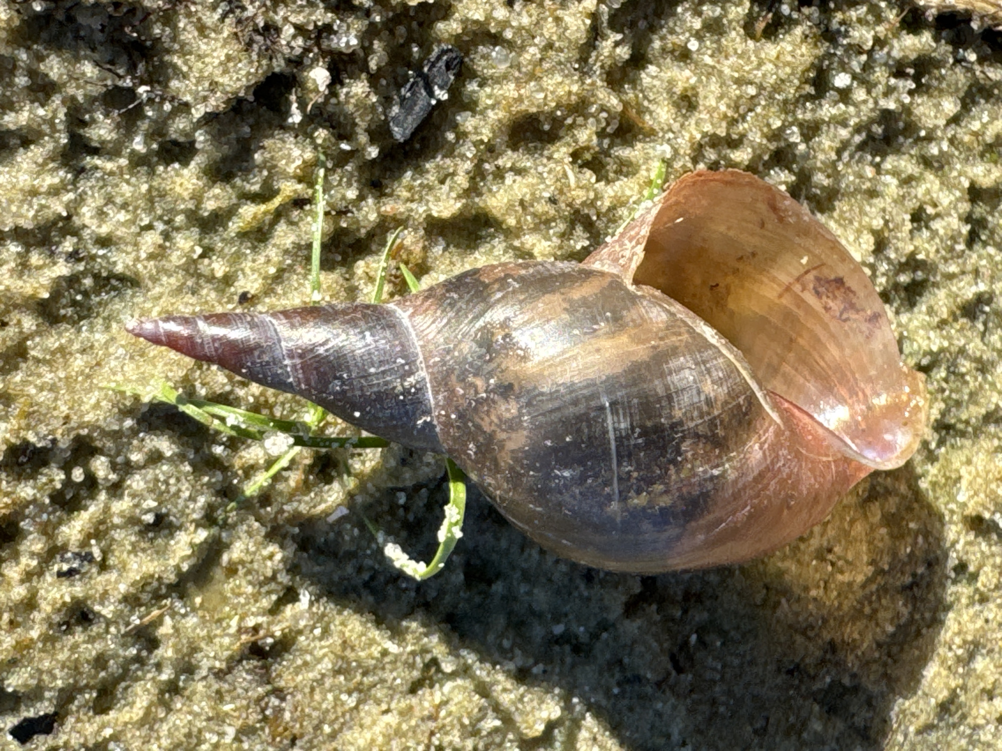The image is a close-up, top-down view of a brown, spiral snail shell resting on damp, sandy ground with small pebbles and scattered green plant material. The shell has a pointed apex and a wide opening, with distinct darker brown bands running along its spiral. The sandy ground appears somewhat wet and has a rough texture. There is a shadow cast on the left side of the image, indicating the direction of light. The overall scene is static and naturalistic. This image has no discernible connection to the city of Dnipro, Ukraine.