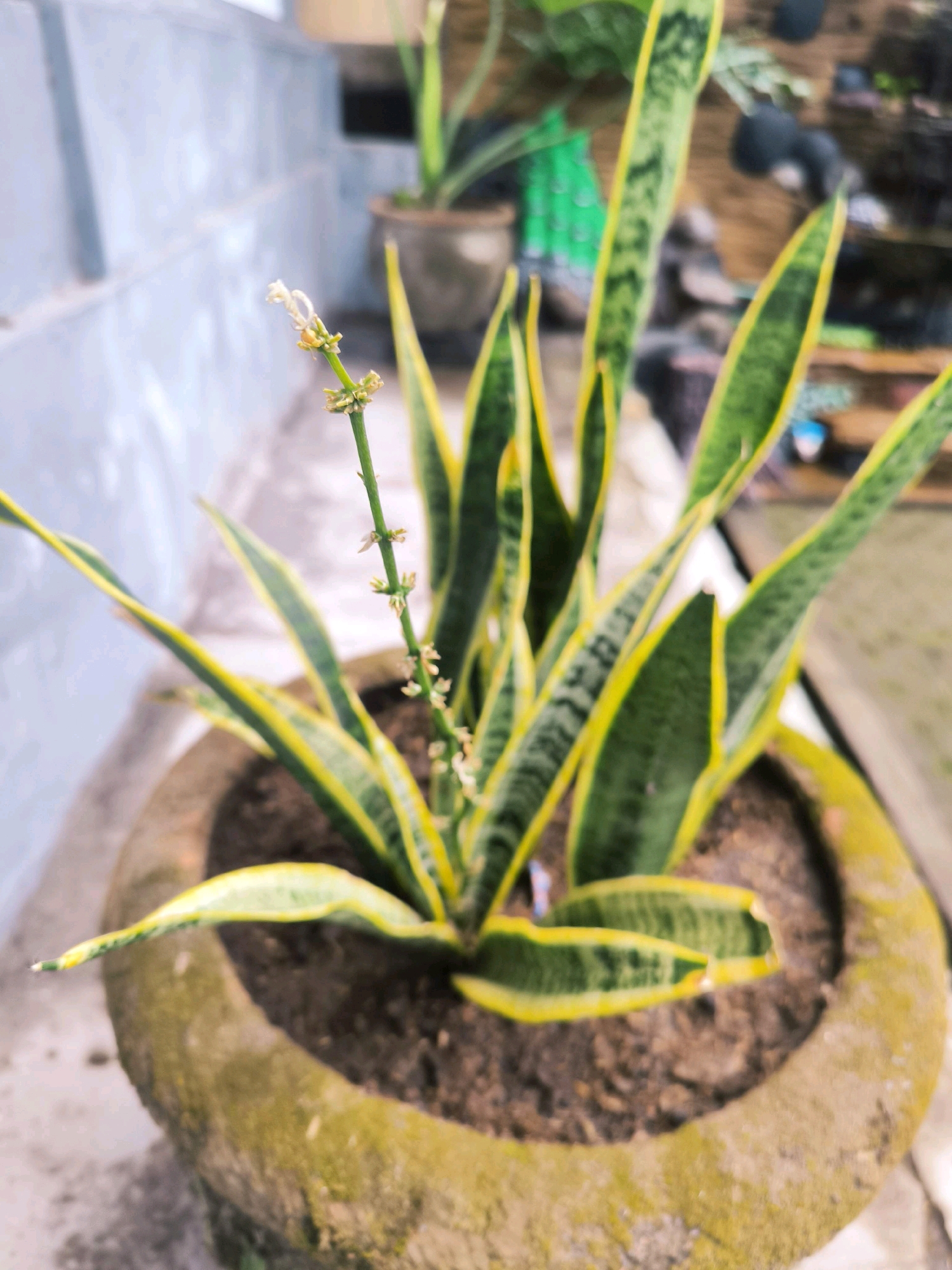 A close-up, low-angle shot focuses on a potted snake plant with vibrant yellow-green striped leaves and a developing bloom stalk. The plant is situated in a weathered, circular concrete pot covered in moss or algae, with rich brown soil. In the background, out of focus, a light-colored wall and a blurred green object suggest an outdoor or semi-outdoor setting. The scene likely takes place in a residential or garden area in Tabanan, Indonesia, characterized by the common use of concrete planters and the presence of tropical or subtropical plant life. There are no people or discernible actions visible.