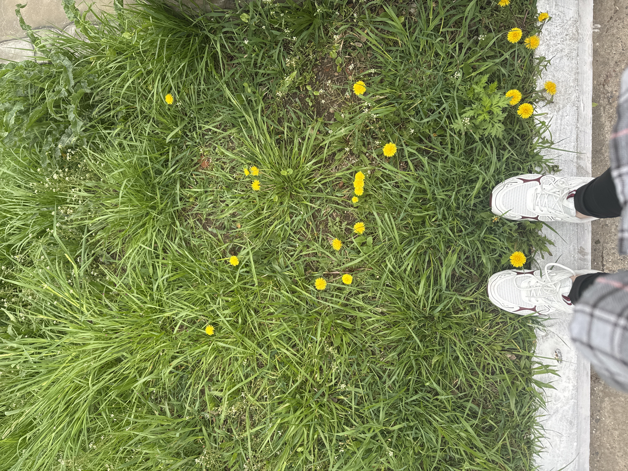 View from above of a patch of overgrown grass, mostly green, with yellow dandelion flowers scattered throughout. A pair of white sneakers are visible in the upper right corner, appearing to be on a paved surface next to the grass. The person wearing the shoes has legs covered in black leggings and a grey and white plaid skirt. Based on the prevalent vegetation, this is likely an unkempt grassy area in the city of Chaikovsky, Russia.