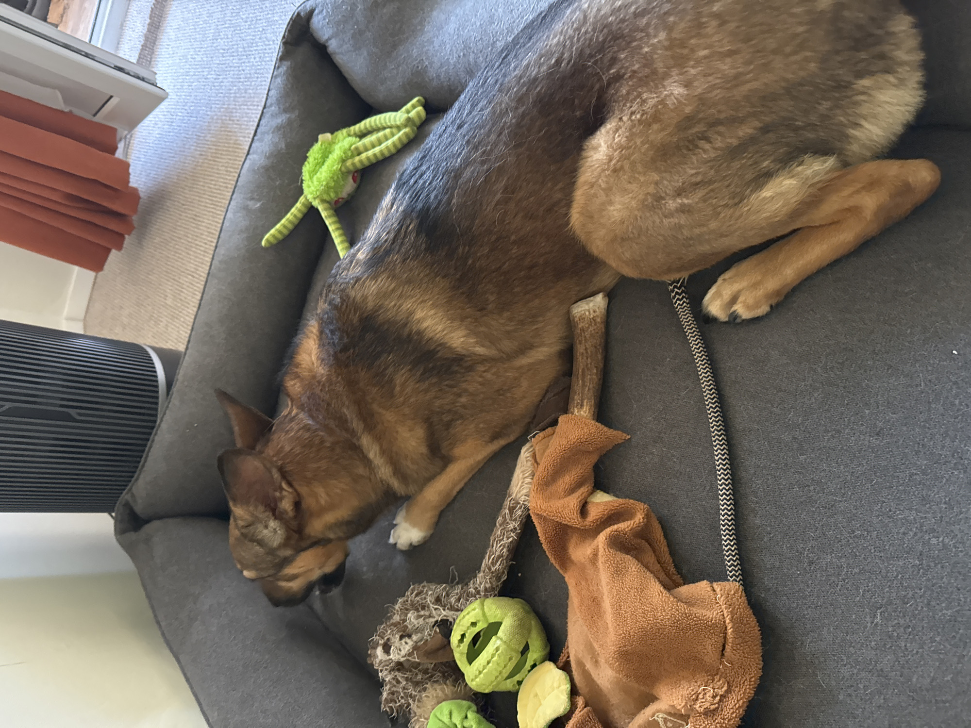 A German Shepherd dog is resting on a grey dog bed in an indoor setting, possibly a home. The dog is lying on its side with its head down, appearing to be asleep or relaxed. Various dog toys are scattered around the dog, including a green striped toy with red eyes, a brown blanket, and a green ball-shaped toy with openings. A bone chew toy is also present near the dog's hind legs. In the background, a slatted object, possibly a fan or air purifier, is visible, along with a window with orange blinds and a textured carpet. The overall scene suggests a peaceful moment of rest for the pet, surrounded by its favorite playthings.
