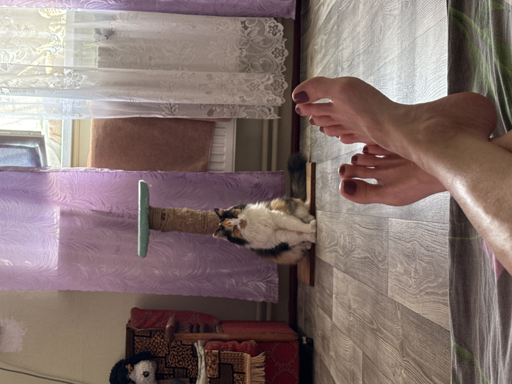 In a room with light wood-look flooring, a tri-colored cat sits on a wooden mat in front of a scratching post draped with a light purple curtain. To the left, a red armchair is partially visible with a patterned blanket and a stuffed dog on it. Behind the scratching post, white lace curtains hang over a window with a radiator below. In the foreground, a person's bare feet with dark red nail polish are crossed, resting on a patterned blanket. The scene appears to be indoors, possibly in a home environment.