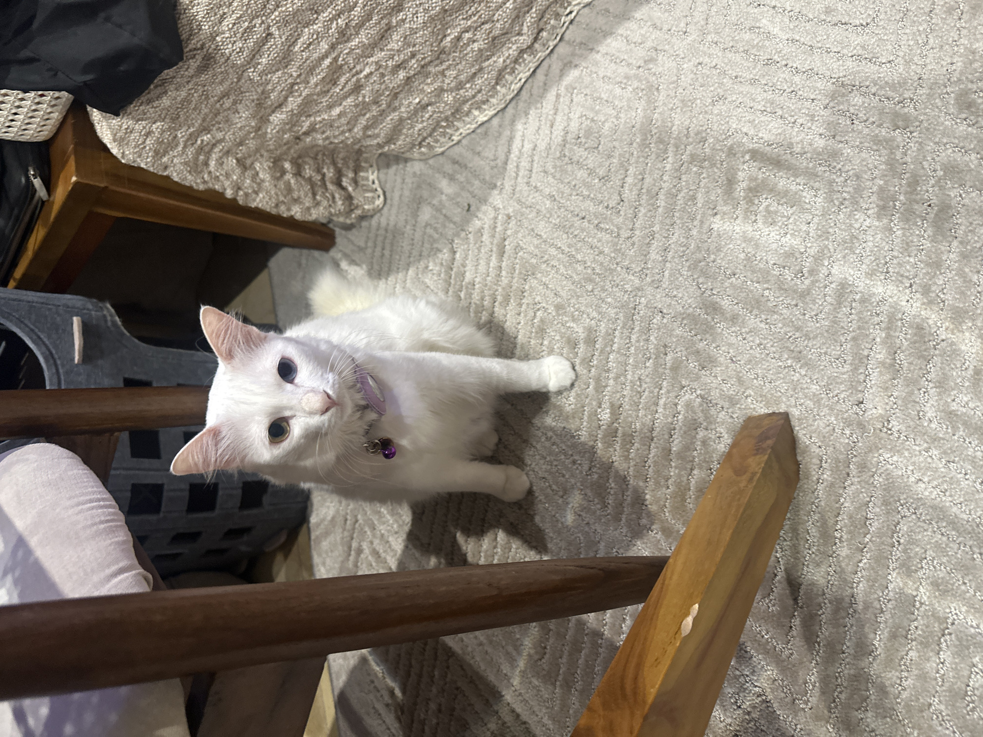 A white cat wearing a purple collar with a bell is looking up at the camera. It is positioned on a patterned gray rug between a wooden chair and a wicker basket. The location in the city of Ungasan, Indonesia is not identifiable from the image.