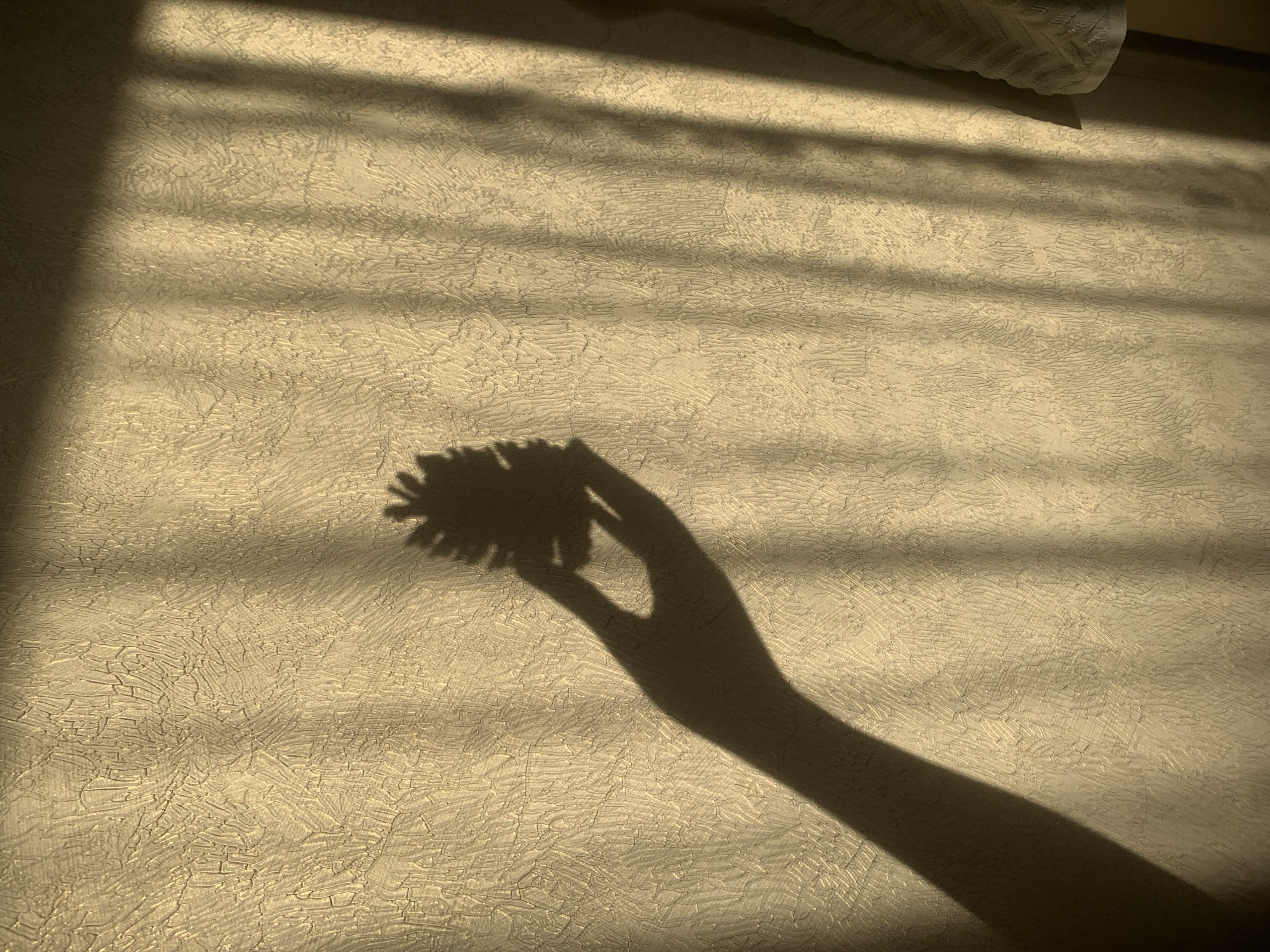 The image shows the shadow of a hand holding a spiky object, possibly a dried flower or seed head, cast against a textured wall. The wall is beige with a crackled pattern and is illuminated by sunlight filtering through window blinds, creating parallel bands of light and shadow. A portion of a white, textured object, possibly a towel or fabric, is visible in the upper right corner. The lighting suggests the image was taken indoors during daylight hours. There is no information available to determine the location is in Izhevsk, Russia.