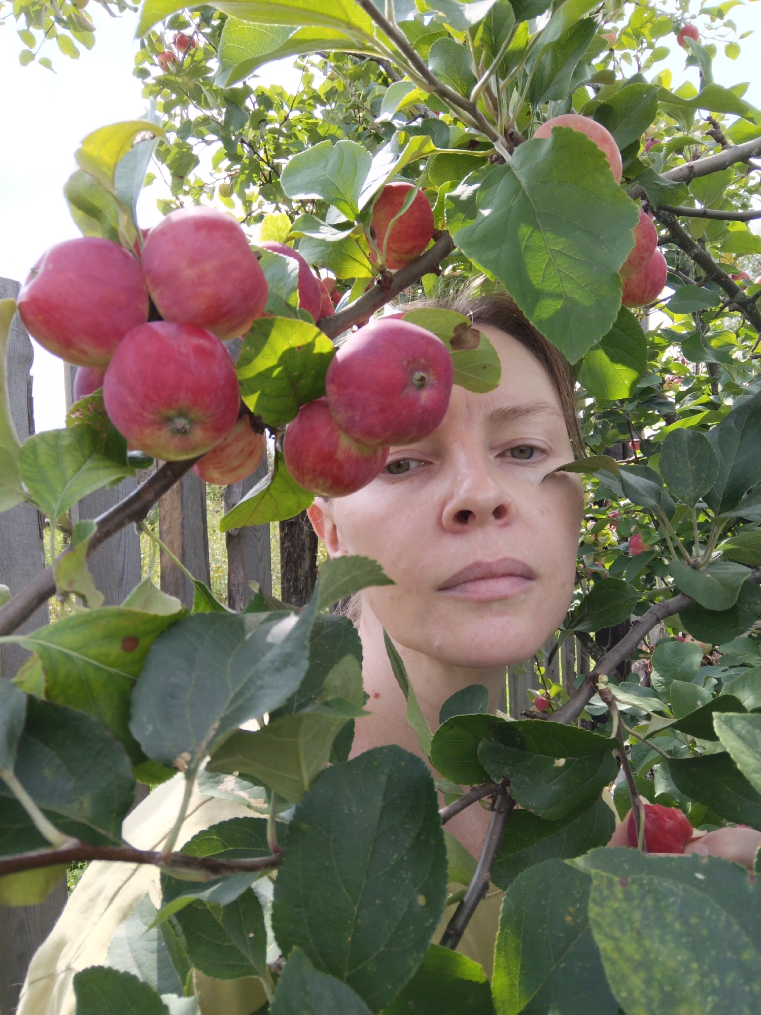 A woman with fair skin and brown hair is positioned behind branches of an apple tree laden with red apples. She is looking directly at the camera, her face partially obscured by leaves. The background consists of a weathered wooden fence and more foliage. The image appears to be taken outdoors, possibly in a garden or orchard, in Kauchuk Stantsiya, Russia, given the context. The lighting suggests it is daytime.