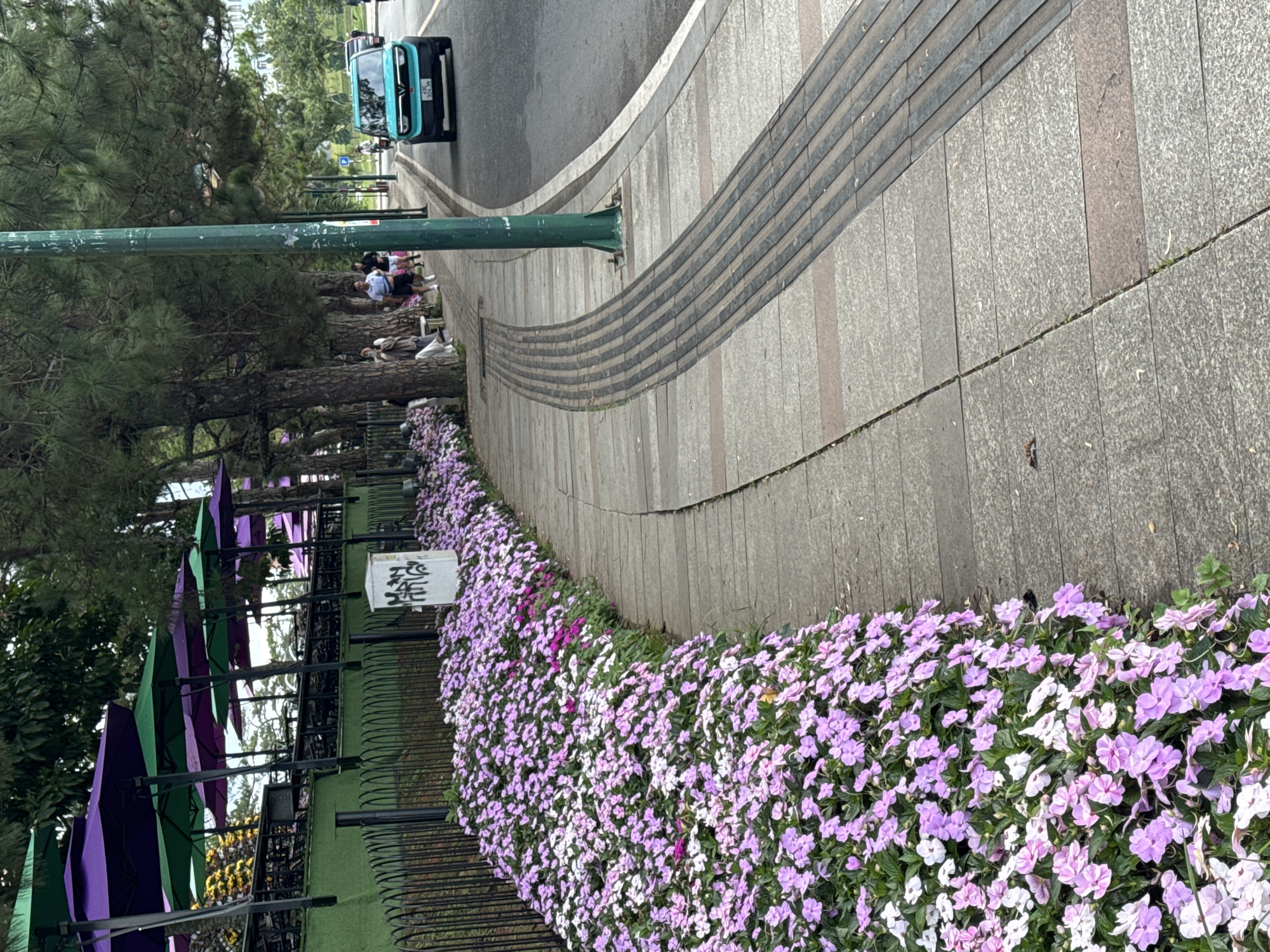 The image depicts a street scene in Xuân Hương, Đà Lạt, Vietnam, featuring a sidewalk lined with vibrant purple and white flowers. On the left, a row of purple and green umbrellas is visible, suggesting an outdoor seating area for a cafe or restaurant, elevated and separated from the sidewalk by a black metal fence. Beyond the fence, trees provide shade.
The sidewalk itself is paved with grey stone tiles, with a textured, raised strip running along the edge next to the road, indicating a tactile paving system for visually impaired pedestrians. A green lamppost stands prominently on the sidewalk.
On the road to the right, a bright teal electric car is driving, with its license plate visible. Further down the road, more trees and buildings can be seen, hinting at a well-established urban environment. Several individuals are walking on the sidewalk, some sitting on a bench under the trees, and another person is seen walking a dog. The overall atmosphere appears to be a pleasant, well-maintained public space in the city.