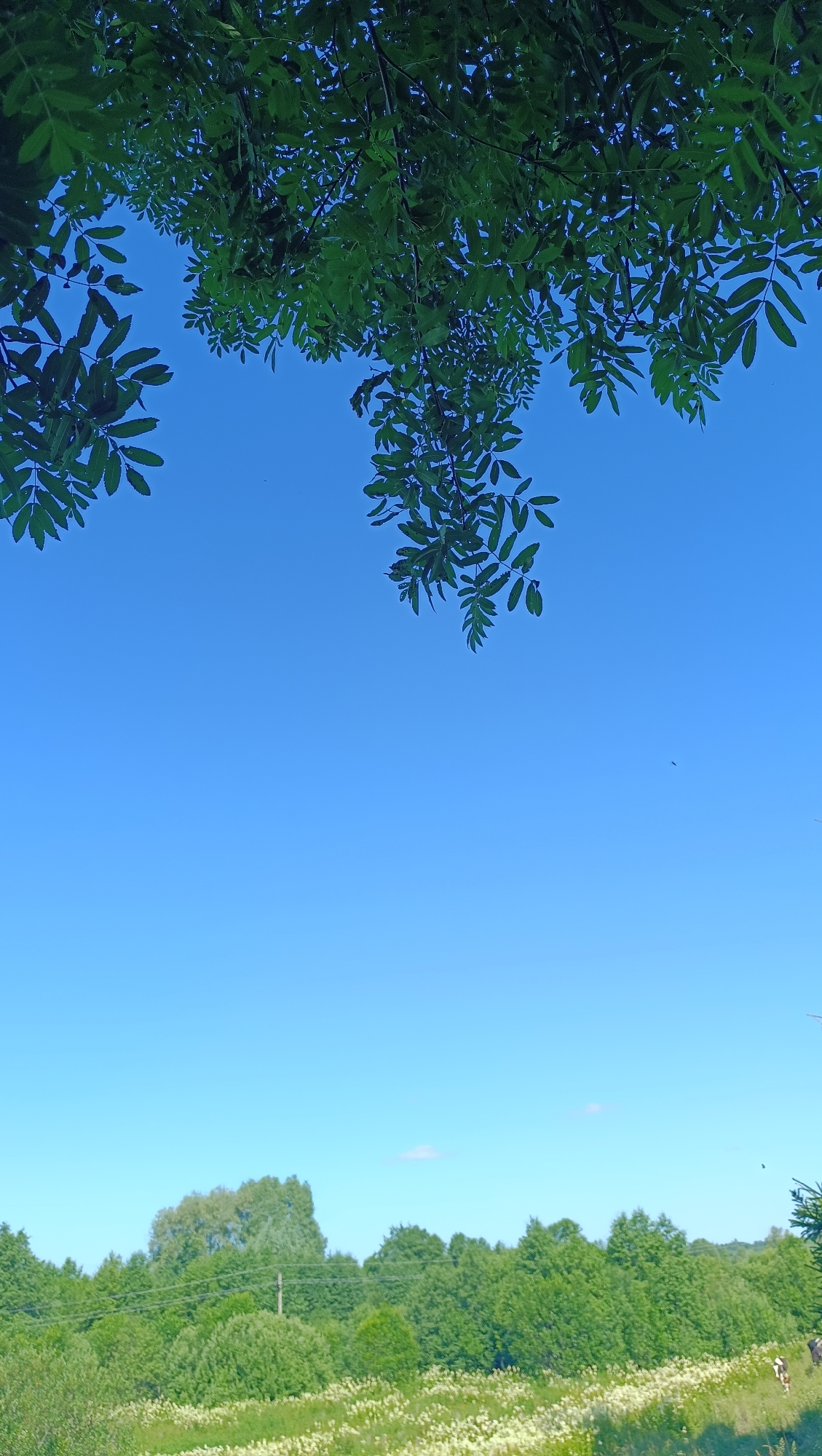The image captures a bright, clear day in Karsha, Russia. In the foreground, the lower branches of a tree with lush green leaves hang from the top of the frame, silhouetted against an expansive, cloudless blue sky. Below the sky, a dense line of varied green trees forms the horizon. In front of the trees, a field is dotted with small white flowers, suggesting a natural, possibly rural landscape. A power line supported by a pole is visible in the mid-ground, running horizontally across the scene. To the far right, two cows are present in the field, partially obscured by foliage. The overall impression is one of a peaceful, sunlit day in a natural setting.