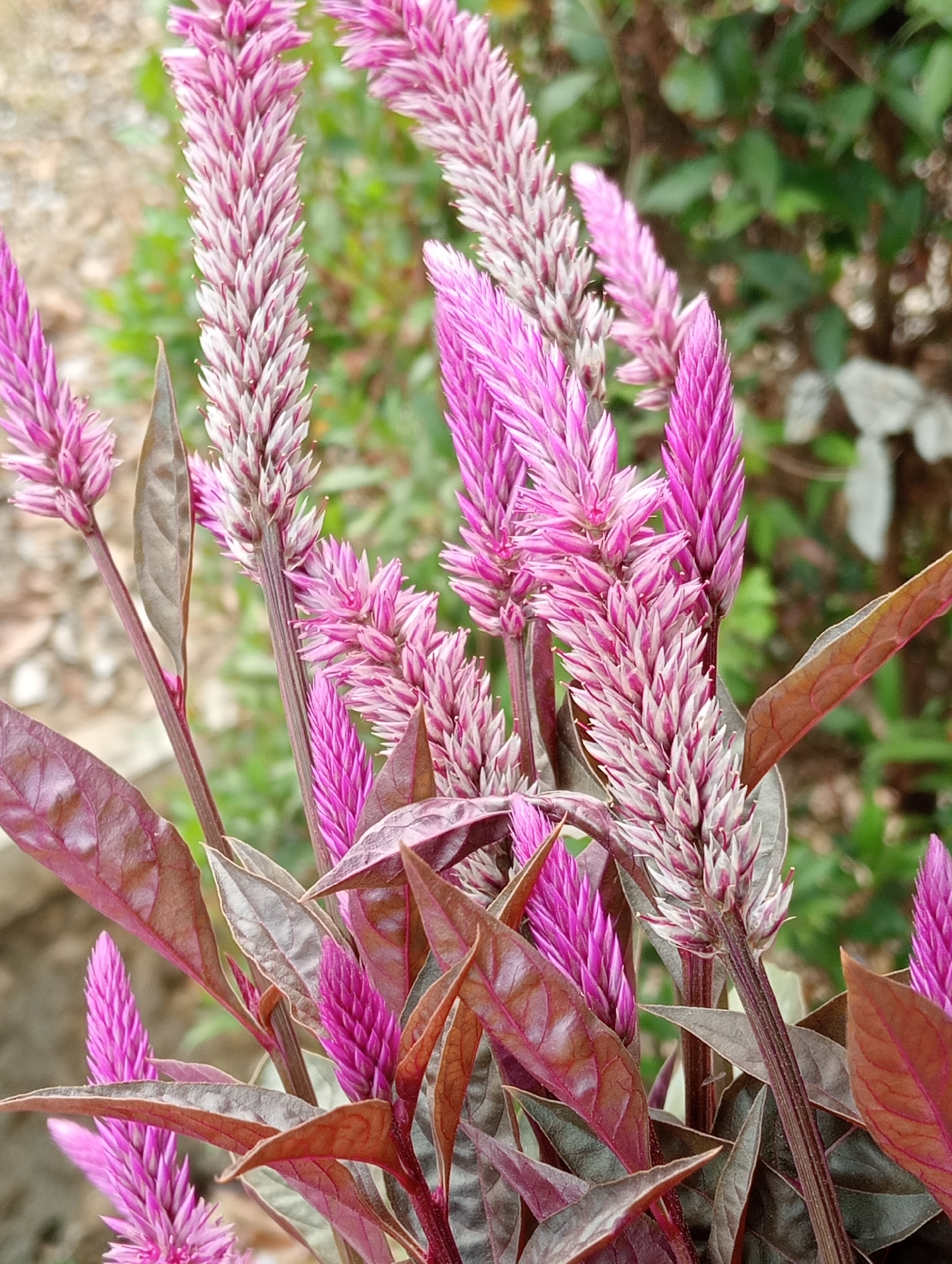 In the city of Sidoharjo, Indonesia, a cluster of crimson amaranth plants with elongated, feathery pink and white flower spikes is captured in a close-up, natural light photograph. The plants are densely arranged, with their dark, reddish-purple leaves providing a striking contrast to the vibrant blooms. The background is softly blurred, consisting of green foliage and hints of earth, suggesting an outdoor setting such as a garden or park. The focus is sharp on the flower spikes and leaves, highlighting the intricate textures and colors of the plants.