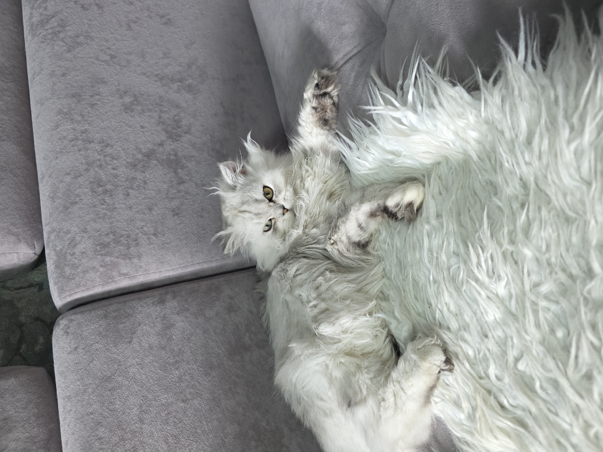 A fluffy, white Persian cat with green eyes is lying on a white faux fur rug on a grey sofa. The cat is looking directly at the camera with a slightly grumpy expression. Its fur is long and appears somewhat disheveled. Its paws are visible, with one paw extended slightly. The sofa is upholstered in a soft, grey fabric. The background is out of focus, but appears to be a wall or another part of the sofa. The image does not contain any information about the city of Novocheboksarsk, Russia.