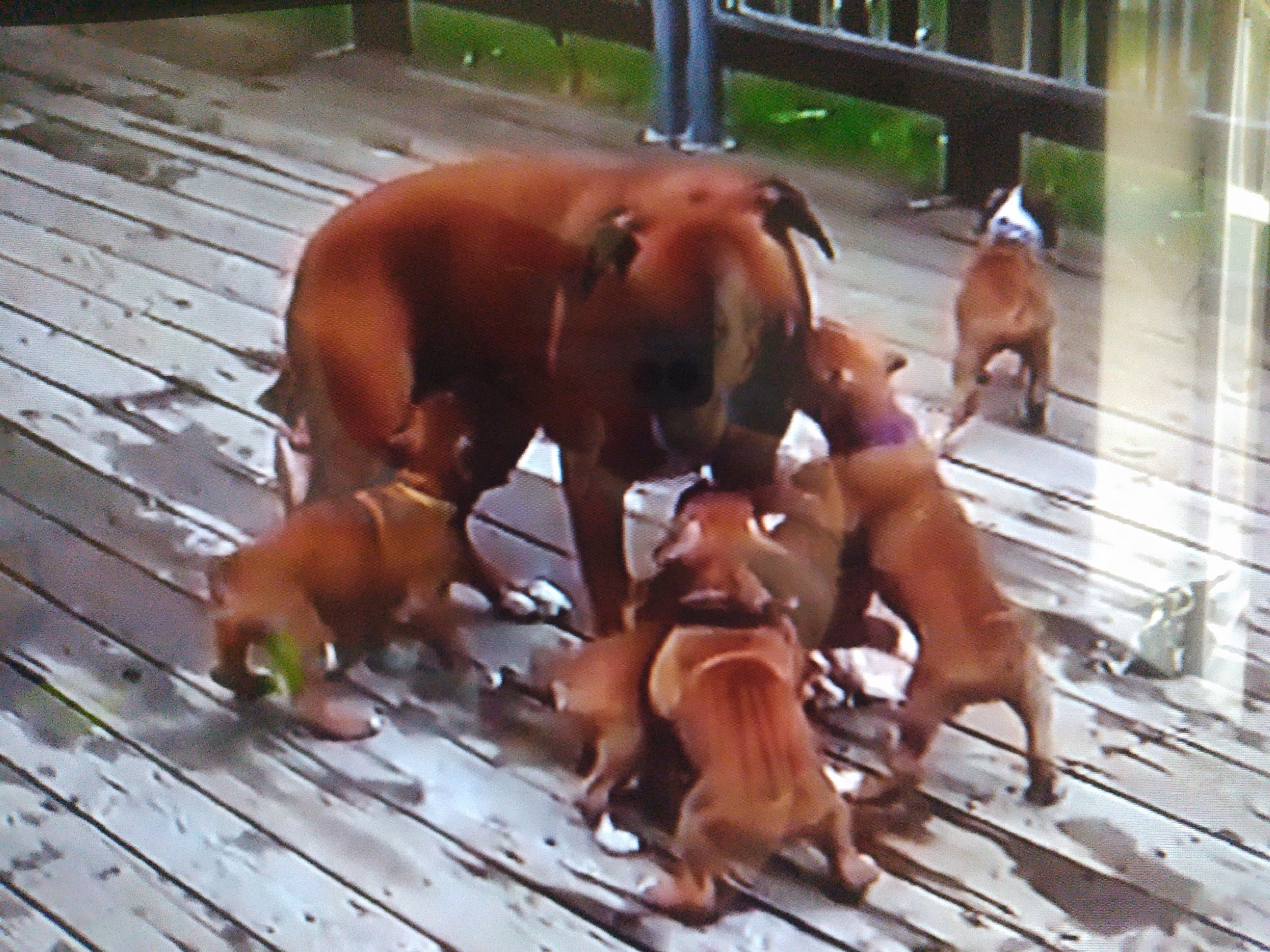 A group of brown dogs are on a wooden deck. One larger dog appears to be the mother and is surrounded by four smaller puppies. One puppy is in the foreground and is facing away from the camera. Another puppy is to the left of the mother and is facing the camera. Two other puppies are behind the mother, partially obscured. A fifth dog, possibly an adult, is standing in the background on the right side of the image. The deck has a weathered appearance and appears to be wet in some areas. In the background, a person is visible, wearing blue pants and white shoes. The overall setting is outdoors, likely a backyard or patio area. The image quality is low, suggesting it may be a photograph taken from a distance or with a low-resolution camera. There is no information available about the specific location in Dushanbe, Tajikistan.