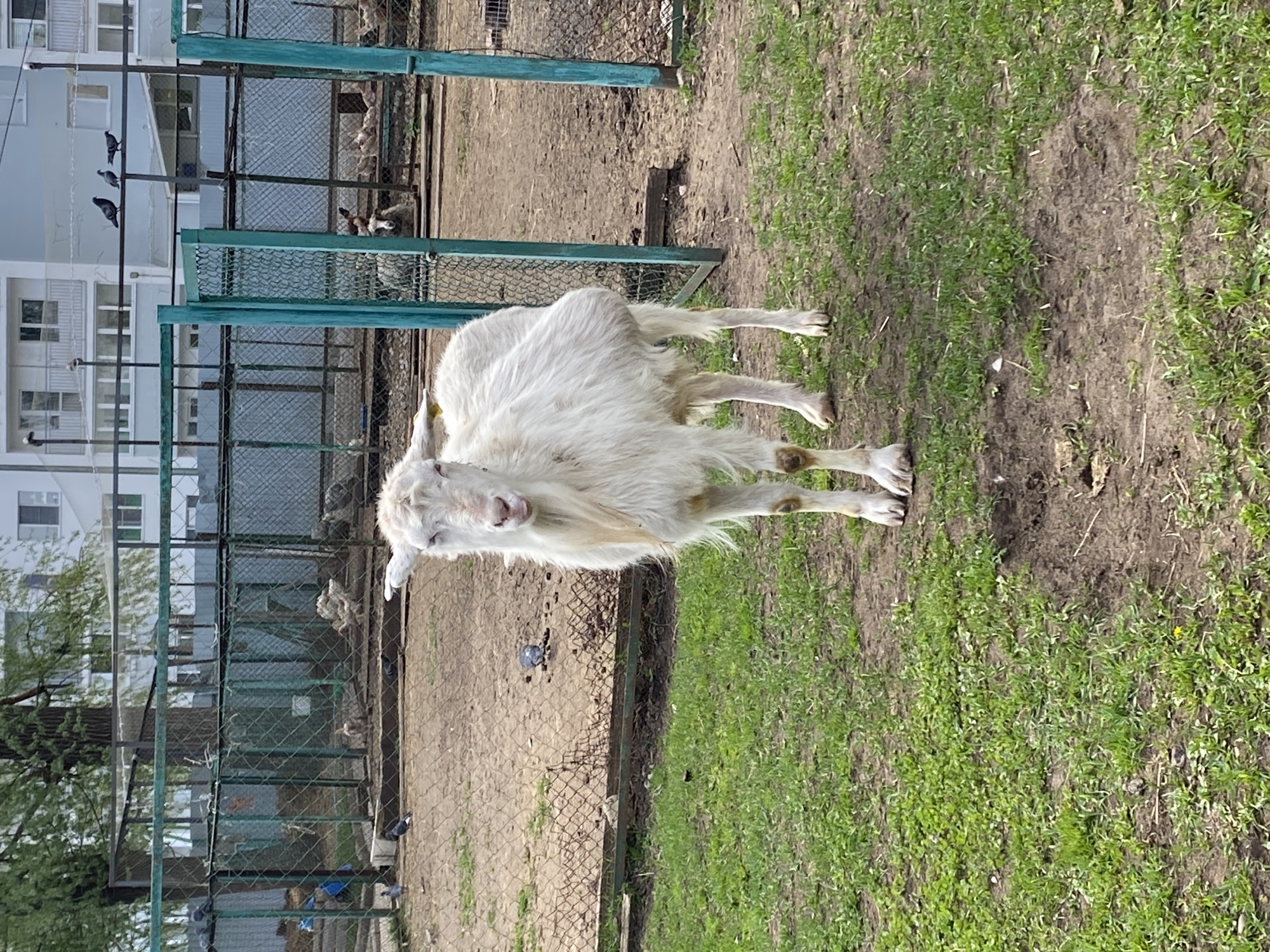 The image depicts a white goat standing in a grassy area next to a fenced enclosure. The goat has a thick coat of white hair and a beard. The enclosure appears to be made of wire mesh and metal posts, and behind it, there is an open dirt area with some scattered objects and other animals partially visible inside the enclosure. Beyond the enclosure, a multi-story building with windows is visible, along with some trees. Some pigeons can be seen on the building in the background. The location is likely in Chaikovsky, Russia, given the user's prompt. The ground is a mixture of dirt and green grass, suggesting an outdoor setting, possibly a park or animal enclosure. The goat is standing in the foreground, appearing to be looking towards the viewer. The light is bright, suggesting it is daytime.