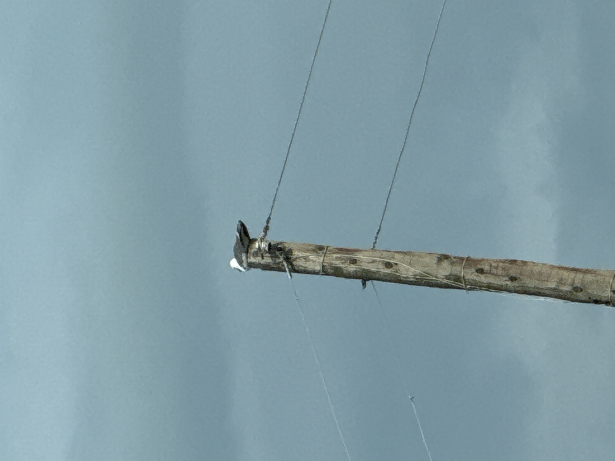 A single bird is perched on a utility pole in Chkalovka, Armenia. The bird, which appears to be a gull, has white and gray plumage. It is facing to the left. The utility pole is made of wood and has wires attached to it. The sky in the background is overcast. The image is taken from a low angle, looking up at the bird and the pole.