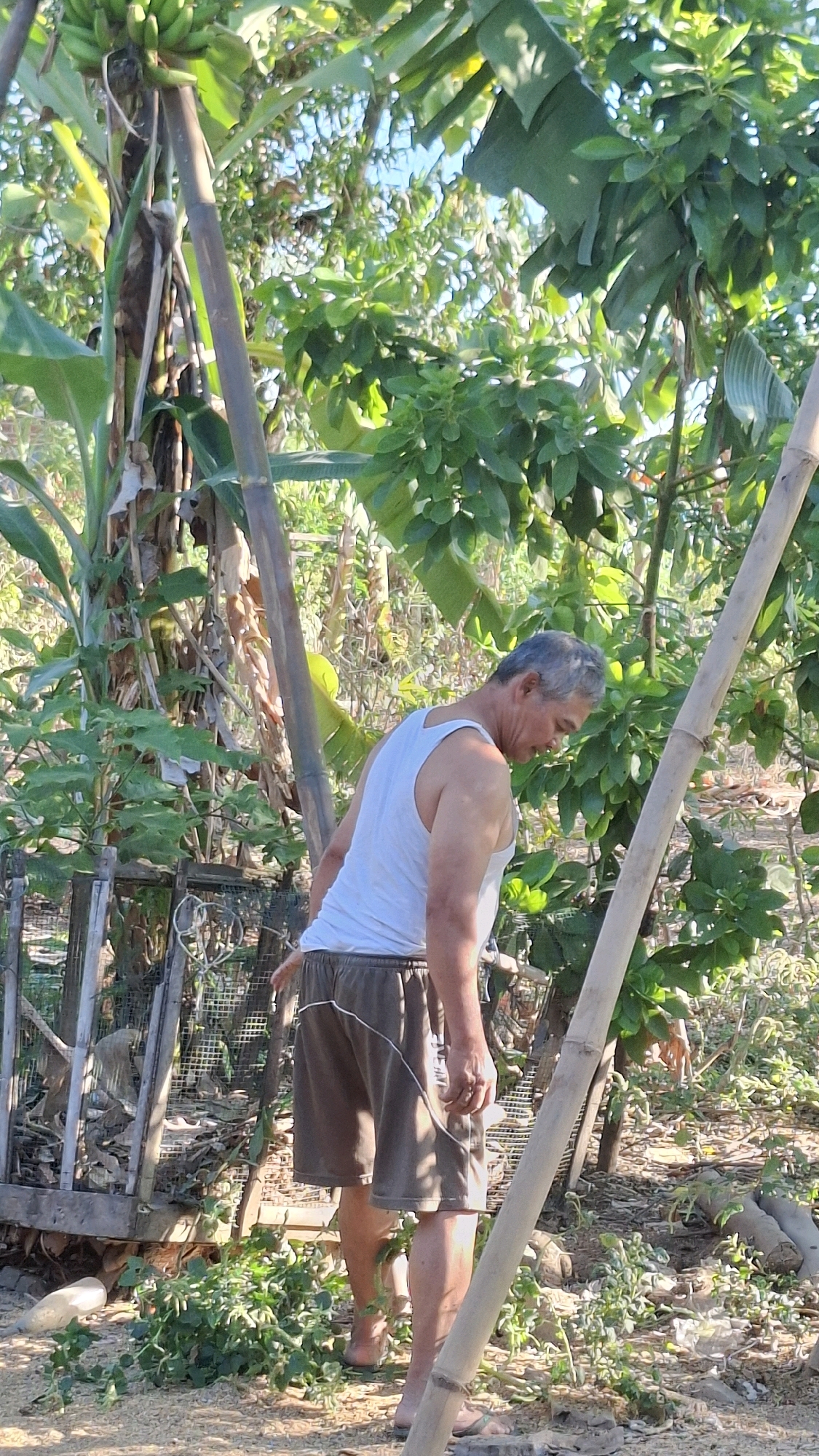 The image depicts an outdoor scene in a rural area, likely a garden or backyard, with lush greenery and trees. A middle-aged man with graying hair, wearing a white tank top and brown shorts, is standing and looking down to his right. He appears to be in motion or contemplating something. Behind him, there are various plants, including banana trees, and bamboo poles are visible, suggesting some form of agricultural or construction activity. A wire fence and some discarded items are also present in the background. The lighting suggests it is daytime, possibly morning or afternoon, with sunlight filtering through the leaves. The ground is covered with dirt, small stones, and some vegetation. The image is taken from a slightly elevated angle, focusing on the man and his immediate surroundings. The location is identified as Semanding, Indonesia.