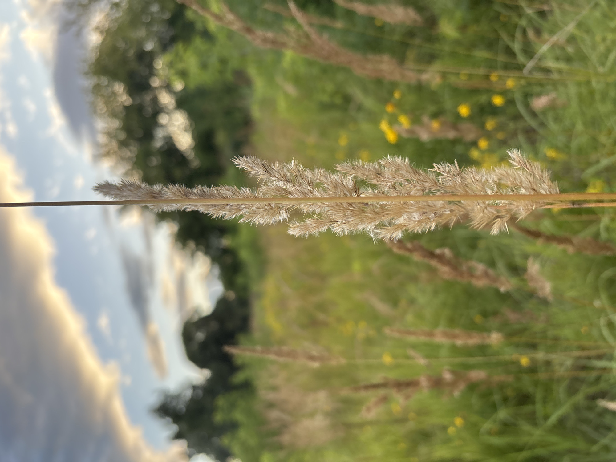 A close-up, low-angle outdoor photograph captures a fluffy stalk of dried grass in the foreground, its feathery top extending towards the sky. The stalk is light brown and appears delicate, with individual seeds or florets visible. Behind it, a meadow stretches out, dotted with small yellow flowers and other dried grass stalks. In the background, a line of lush green trees creates a soft, blurred backdrop against a sky with dramatic clouds illuminated by soft, golden light, suggesting either sunrise or sunset. The overall scene evokes a peaceful, natural setting, characteristic of rural outskirts or parks, such as those found in Zvenigorod, Russia, known for its picturesque landscapes and historical sites. There are no people or animals present in the image. The lighting is soft and diffused.