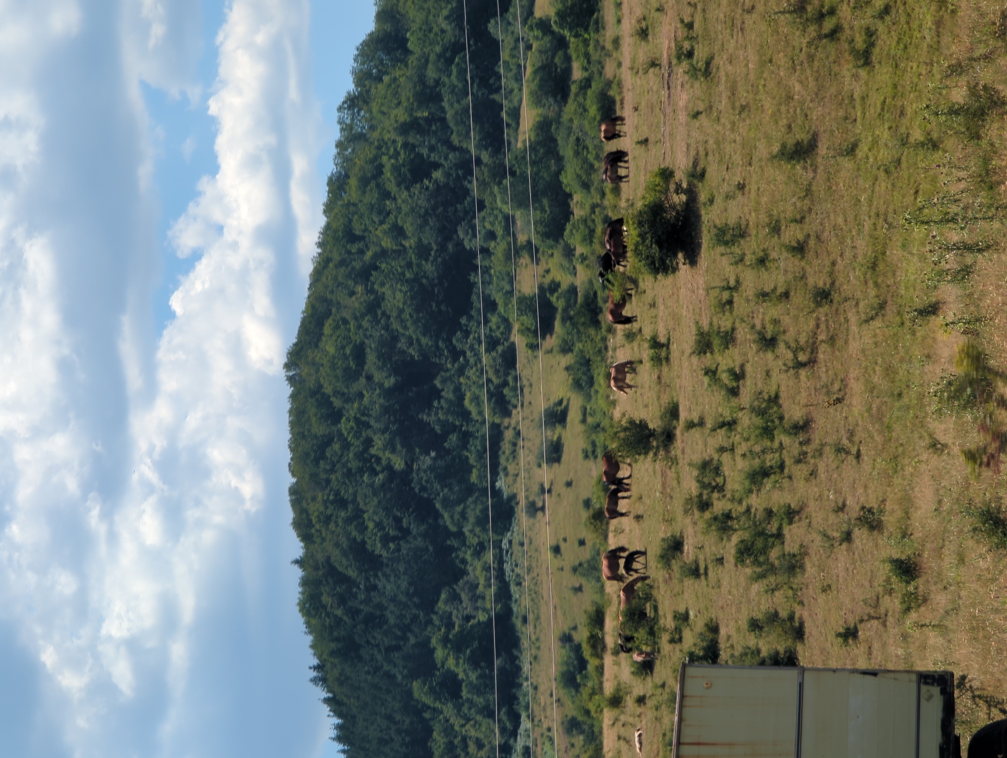 In the city of Vratsa, Bulgaria, a herd of horses grazes on a grassy hillside. The hill is covered with lush green trees and is under a sky with scattered white clouds. In the foreground, a light-colored trailer is partially visible on the left side of the image. Several horses are scattered across the field, some grazing and others standing. The scene is bathed in natural daylight.
