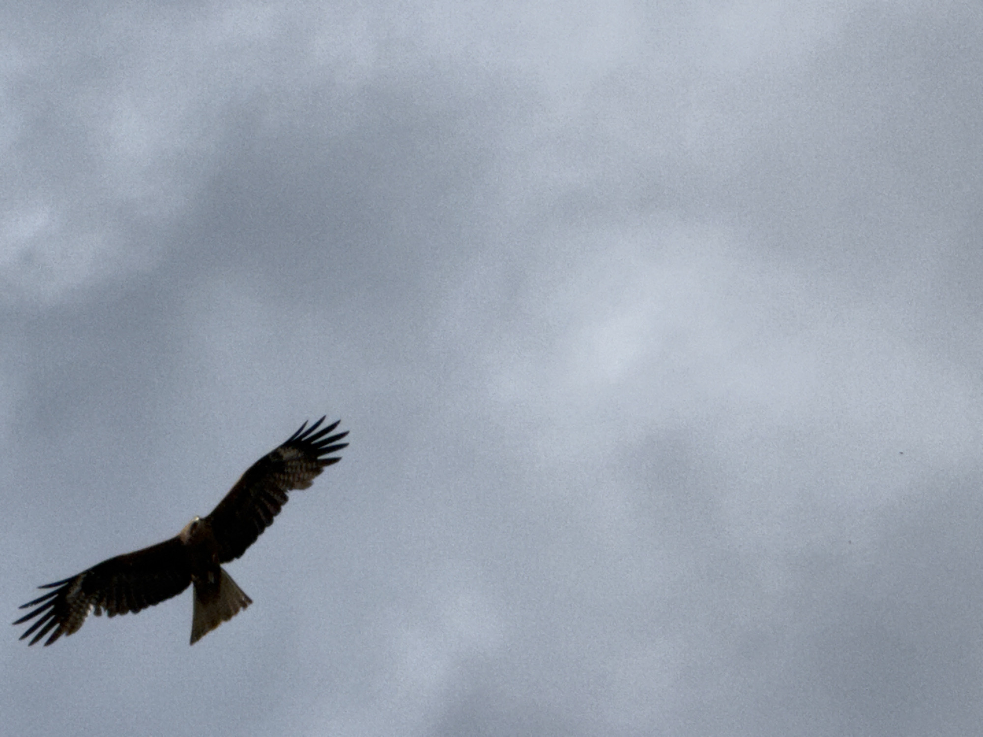 A dark bird with spread wings is captured mid-flight against a cloudy, overcast sky. The bird's feathers are dark brown to black, with some lighter brown markings visible on its wings and tail. Its wings are extended outwards and slightly downwards, with individual feathers clearly defined. The bird's head is visible, and it appears to be looking forward. The sky is a uniform gray, with subtle variations in cloud density, suggesting a somewhat overcast day. The image is taken from a low angle, looking up at the bird. There are no discernible urban elements or human presence in the frame, indicating the location is likely natural or open space, possibly T/B Seminskii Pereval, Russia, given the context of the query.