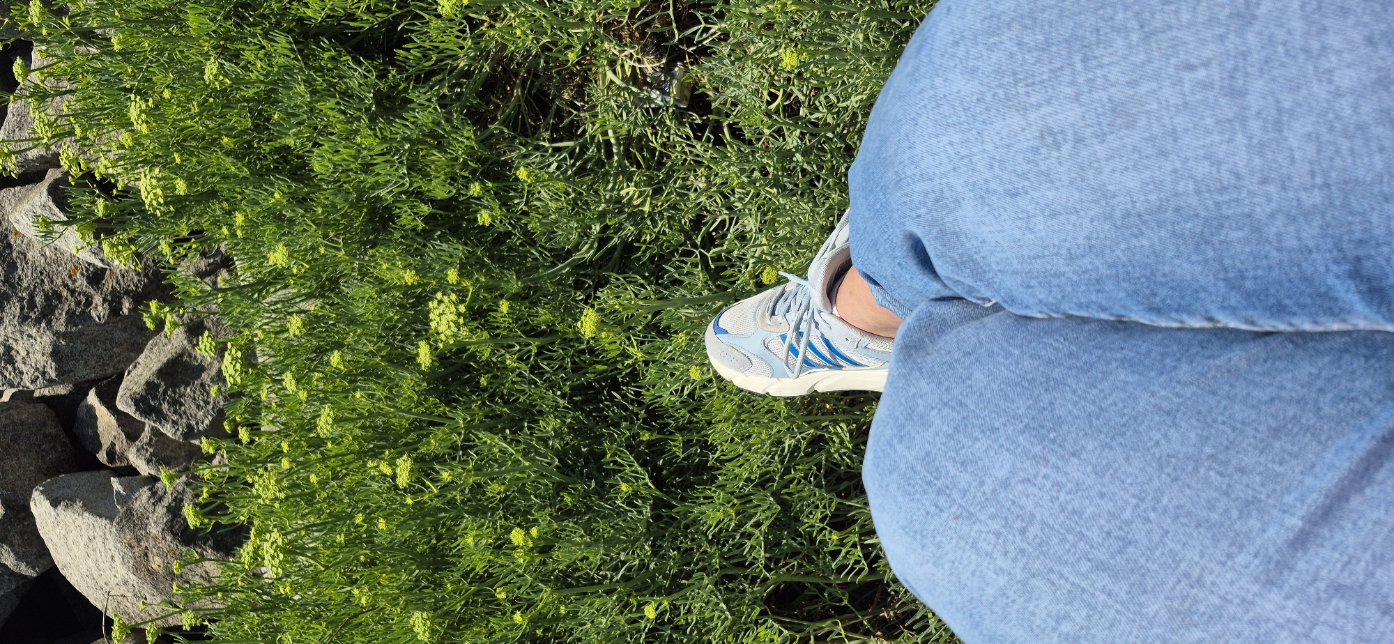 This media file shows a close-up of a person wearing light blue jeans and a light blue and white athletic shoe. The person is sitting or resting on lush green vegetation with small yellow buds. To the left of the vegetation are several large, grey rocks. The scene is brightly lit, suggesting it is daytime, likely sunny. The overall impression is one of casual relaxation in a natural outdoor setting, possibly a park or a coastal area given the rocks and vegetation. The orientation of the image is rotated 90 degrees clockwise. The location context is Vila do Conde, Portugal. There is no visible text in the image.