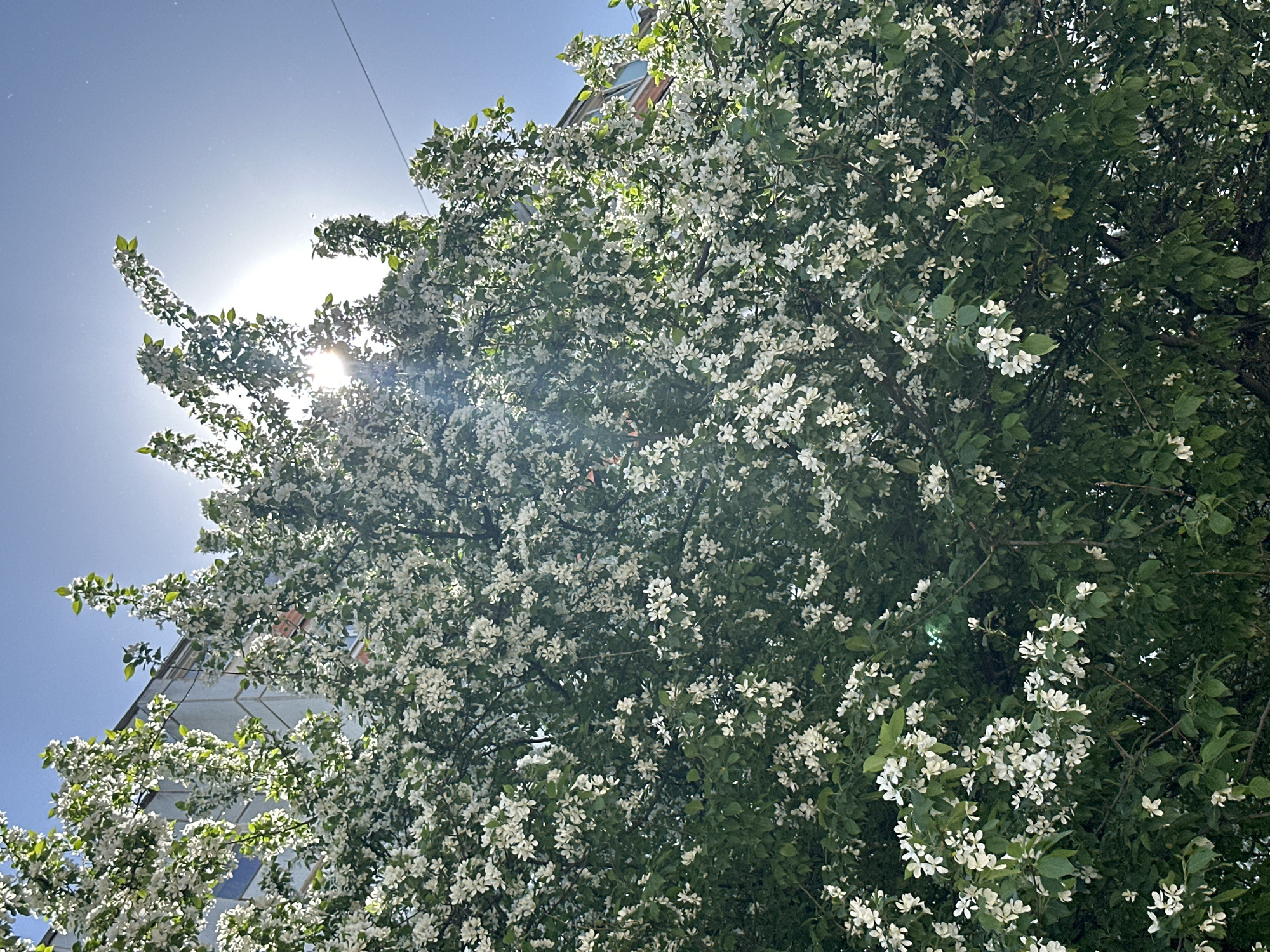 The image shows a tree in full bloom with white flowers, backlit by the sun in a clear blue sky. The tree occupies most of the frame, and its branches extend towards the top left corner, where the sun is positioned. Sunlight filters through the flowers and leaves, creating a bright, diffused glow. A building is partially visible at the bottom left. A thin, dark wire is seen in the upper left. This scene is located in Chaikovsky, Russia.