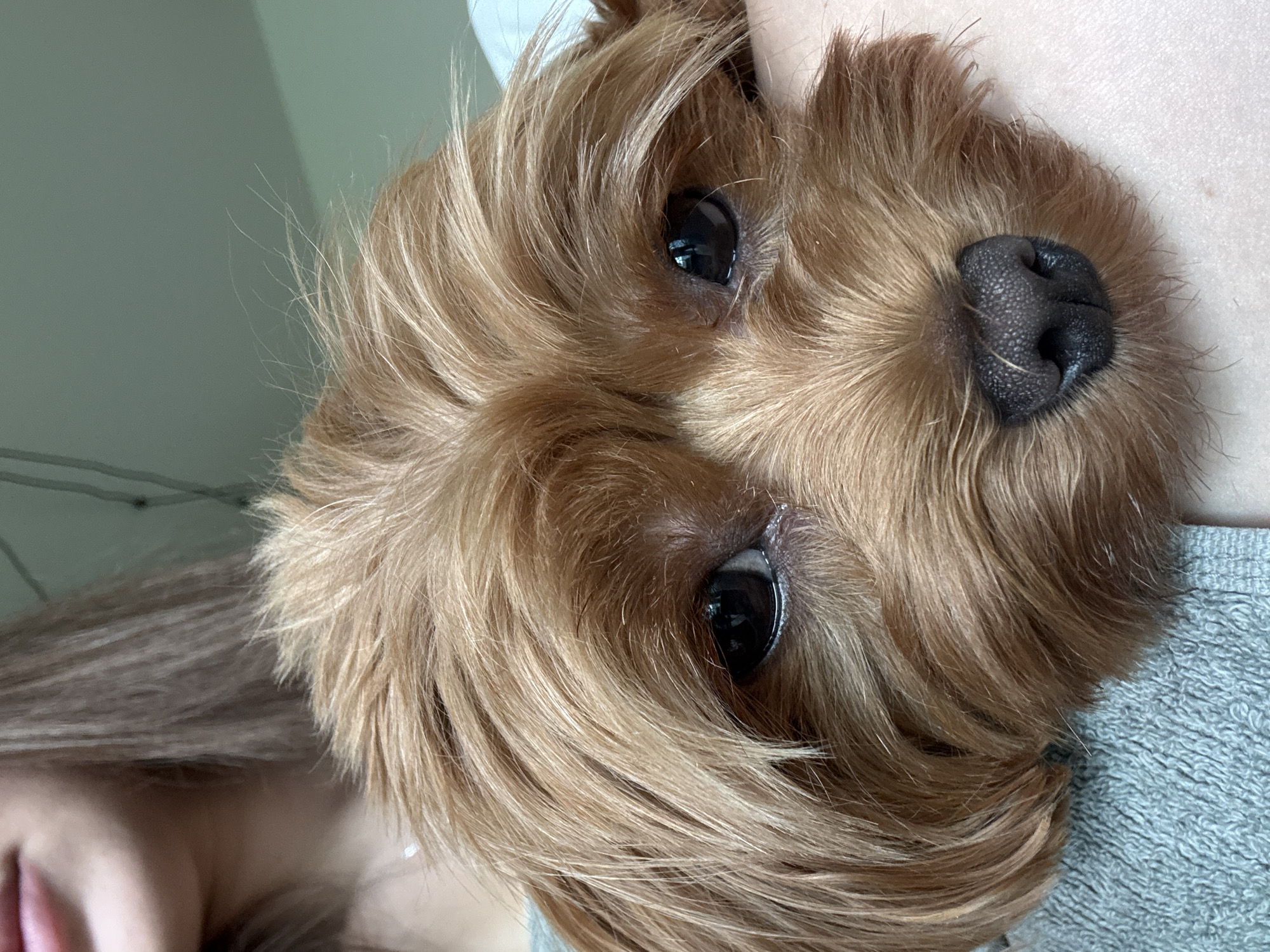 The image is a close-up portrait of a small, tan-colored dog being held by a person. The dog's face is the primary focus, with its dark eyes and wet nose prominently displayed. The dog's fur is fluffy and appears to be light brown or golden. The person's shoulder and neck are visible behind the dog, covered by a light gray garment. The background is out of focus and appears to be an indoor setting with a pale green wall. The lighting suggests natural light from a window. The overall impression is one of intimacy and affection between the person and the dog. The image does not contain any elements that suggest it is located in Prague, Czechia.