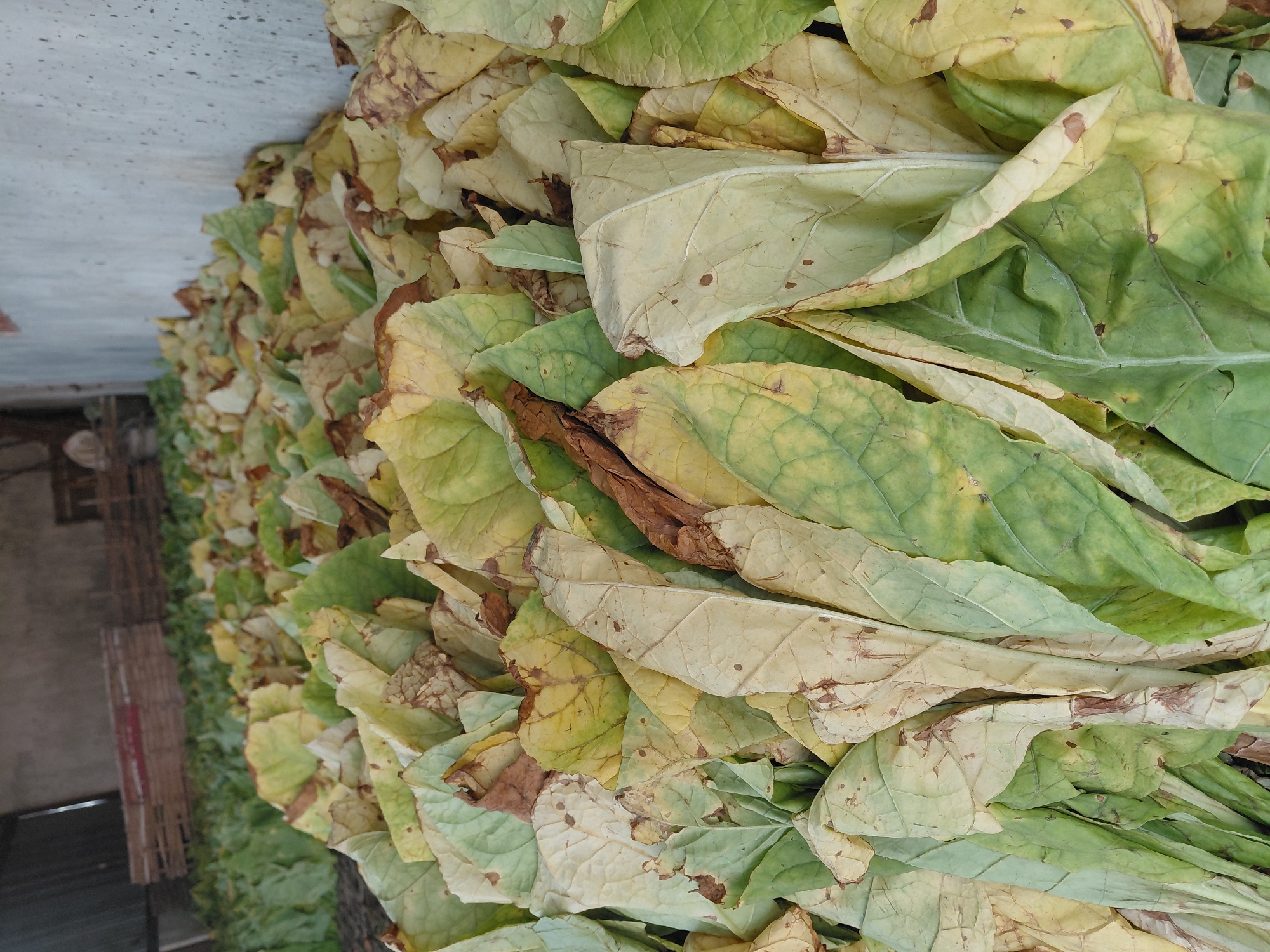 In Alas Tengah, Indonesia, a close-up shot captures a large pile of dried tobacco leaves indoors. The leaves exhibit a mix of green and yellow hues, with some showing signs of browning and wilting. They are arranged in a dense, layered formation, filling the foreground and extending into the background where stacks of wooden crates and a concrete wall are visible. The lighting appears to be artificial, illuminating the scene from above. No people are present in the image.