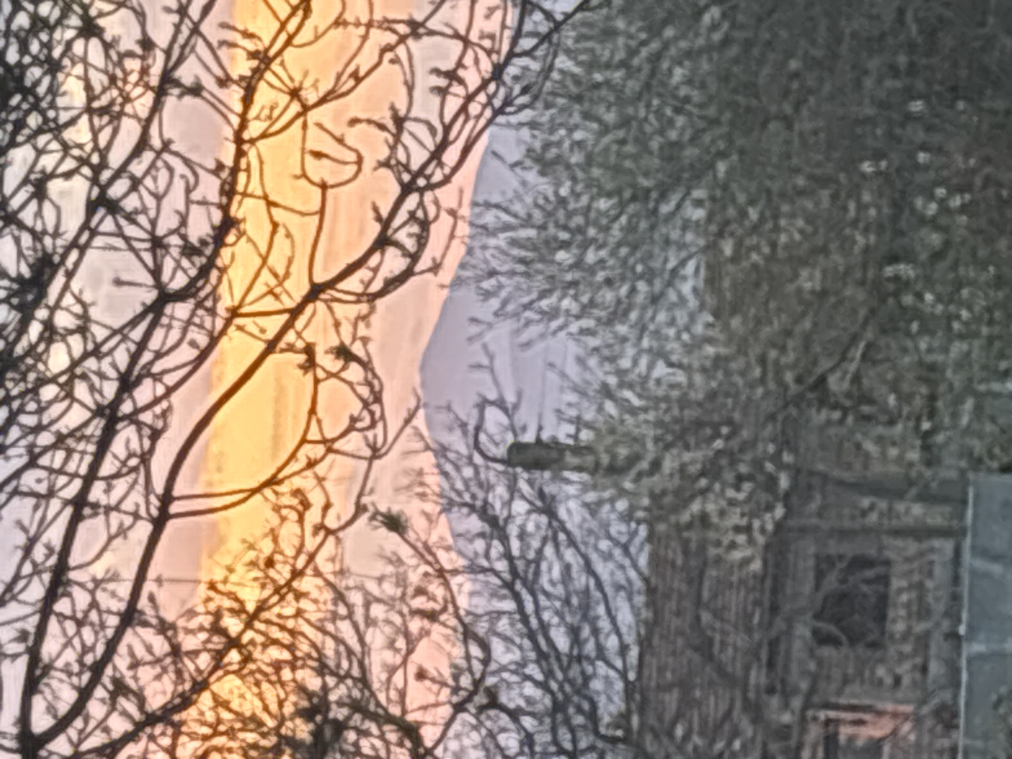 The image depicts a scene likely photographed in Sapareva Banya, Bulgaria, given the prompt context. The primary subjects are bare tree branches silhouetted against a sunrise or sunset, where warm orange and pink light is visible. To the right of the trees is a weathered, gray-toned structure, possibly a building, with a distinct window or opening. The environment appears to be outdoors, suggested by the presence of natural elements. The location is likely urban, as evidenced by the building. No people are immediately visible.