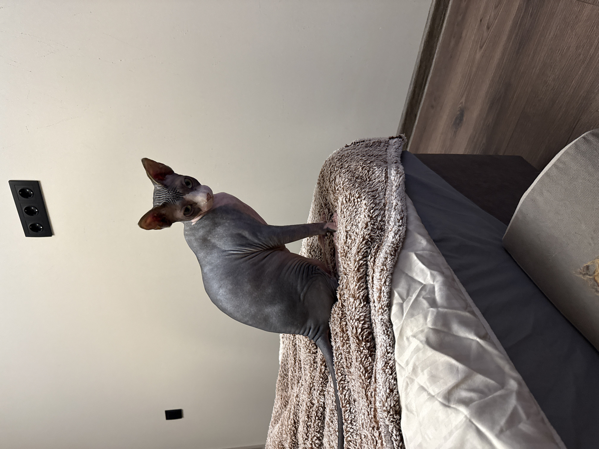 The image depicts an indoor domestic scene in Berezyna, Ukraine. A hairless Sphynx cat is centrally positioned on a bed, sitting upright and facing slightly right, looking directly at the viewer. The cat's skin is primarily dark gray, with lighter pinkish-white patches visible on its nose, chin, inner ears, and chest. It has prominent, large ears with visible inner ridges and greenish-yellow eyes. Its body shows characteristic wrinkles, and a slender dark tail extends backward onto the bed.
The bed is covered with a thick, textured, fluffy blanket in shades of brown and beige. Beneath this blanket, a lighter, possibly striped, off-white or light gray sheet is visible. The bed frame or base appears to be a solid dark gray.
The wall behind the bed is painted a plain, light beige or off-white. Mounted high on the wall to the upper right is a black triple-socket electrical outlet strip. A smaller, single black rectangular object, possibly another outlet or a sensor/switch, is affixed to the wall on the mid-left.
The floor is composed of dark brown laminate or wood planks, bordered by a dark brown baseboard running along the bottom of the wall. In the lower right foreground, a portion of a light-colored, possibly fabric-covered, object (such as a pet bed or cushion) is partially visible. The room is illuminated by interior lighting, casting subtle shadows.