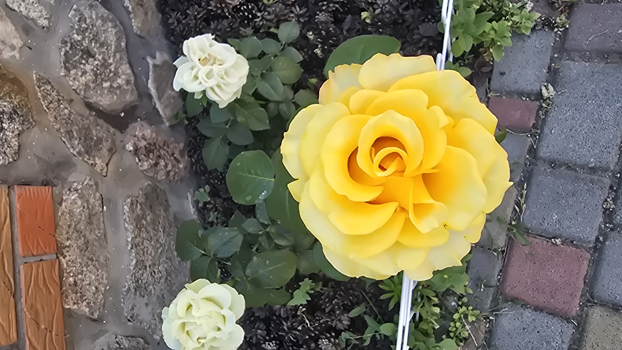 This media file captures a close-up view of a garden scene, likely outdoors. The primary subjects are several roses. A large, vibrant yellow rose dominates the right side of the frame, its petals unfurling in a classic spiral pattern. To the left, two smaller, pale cream or white roses are visible, one positioned above and to the left of the yellow rose, and another lower down and to the left.
The roses are set against a backdrop of dark soil, interspersed with green leaves and some ground cover vegetation. To the left of the roses, a textured stone wall serves as a border, with visible grout lines and varied sizes of stones. A mosaic of colorful rectangular tiles, appearing to be orange and brown, is also embedded in this wall section. To the right of the roses, a paved pathway made of interlocking grey and reddish-brown bricks is visible.
The lighting suggests it is daytime, with the bright yellow of the rose indicating a sunny or well-lit environment. There are no people visible, nor any specific activity other than the natural growth and display of the flowers. The scene evokes a sense of natural beauty and tranquility. The location context provided, Reshetylivka, Ukraine, places the scene within a specific geographical area known for its crafts and traditional arts, though no direct visual cues in the image specifically point to this. There is no visible text in the media file.