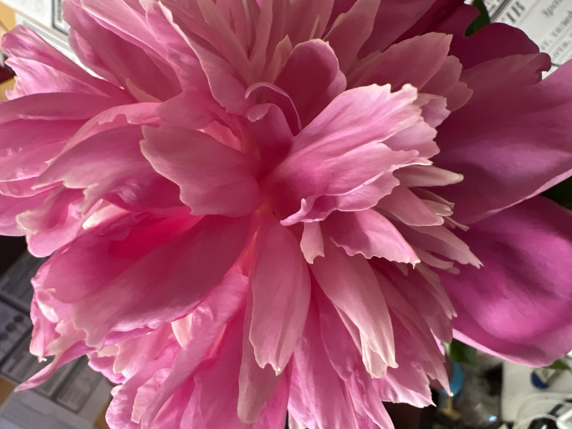The media file is a close-up, high-angle shot of a vibrant pink peony flower. The focus is entirely on the intricate layers of the petals, which exhibit a range of shades from a deep magenta to a soft, almost translucent pink, particularly at the edges. The lighting creates highlights and shadows that emphasize the delicate texture and curved forms of the petals.
The background is out of focus and suggests an indoor setting. To the left, there are hints of vertical lines and shapes, possibly indicating blinds or a framed object. To the right, blurred elements suggest a shelf or table with some objects, including what appears to be a white surface with a blue circular detail and potentially some printed material. The overall impression is that of a single, beautiful flower being admired indoors, likely in a domestic setting. There is no visible text within the frame of the flower itself. The time of day and weather are not discernible.