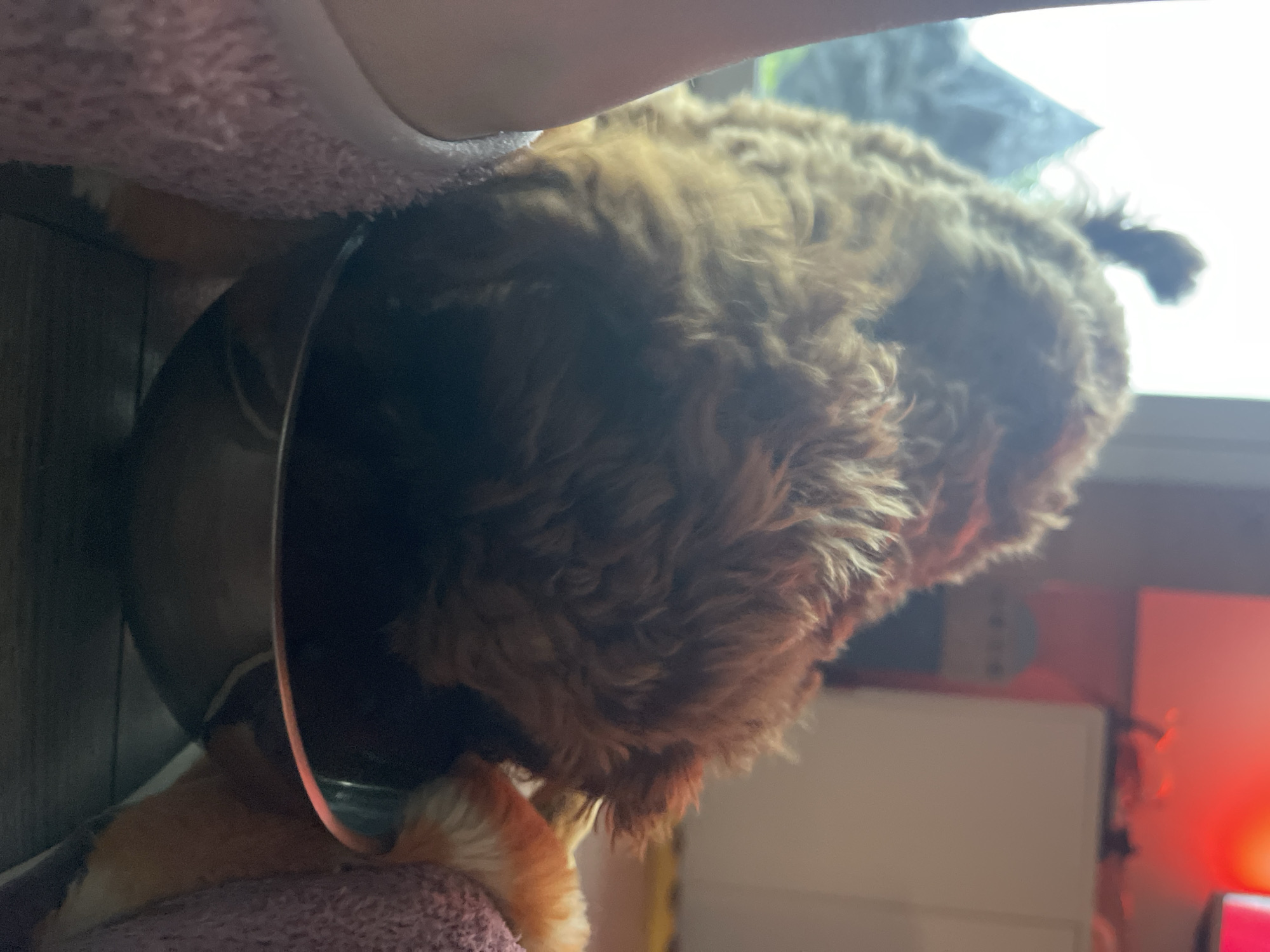 The close-up, vertically oriented image depicts a brown, curly-haired dog, likely a poodle mix, with its head immersed in a dark metal or ceramic bowl. The dog is wearing a transparent plastic Elizabethan collar (E-collar or cone of shame) around its neck, which is visible as a curved, reflective surface on the left side. Its body is covered in fluffy, brown fur, and a small, curly tail is visible at the far right.
The dog appears to be eating or drinking from the bowl, its focus entirely on the task. Below and to the left of the dog, its front paws or legs are visible, resting on a soft, light pink or purple textured blanket or rug. The surface under the blanket appears to be a dark wooden floor or similar material.
The background is softly blurred. To the right of the dog's head, there is a bright, indistinct light source, possibly a window, suggesting daylight. Further to the right and lower, a distinct red glowing light is visible, which could be from an electronic device, lamp, or decorative item. The overall setting is indoors, likely a home, in Sofia, Bulgaria, characterized by the domestic items. No visible text is present in the image.