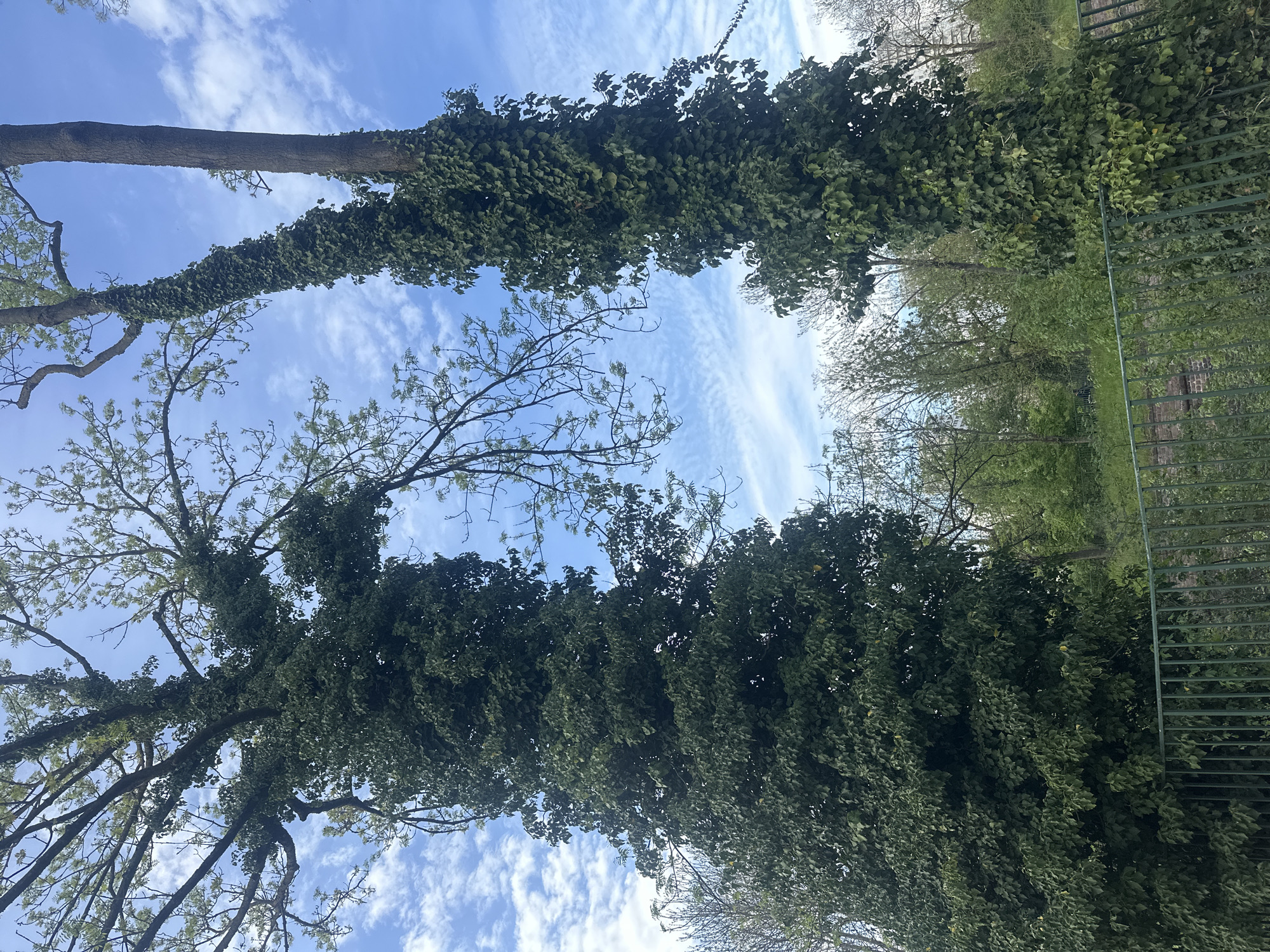 The image captures an upward-looking view of a natural outdoor scene, likely a park or garden in Strasbourg, France, under a clear blue sky with scattered wispy white clouds. The photograph is oriented vertically, presenting the trees as if they are growing horizontally across the frame.
Two prominent, mature trees, heavily covered in dark green ivy, dominate the foreground. The ivy forms thick, dense columns around their trunks and larger branches, with individual leaves clearly visible. Beyond these ivy-clad structures, the lighter green foliage and delicate bare branches of other trees are visible against the sky, suggesting early spring growth.
To the far right of the frame, a segment of a green metal fence or railing is partially visible, indicating a boundary or structure within the landscape. The scene is static, depicting no human activity or specific event. The bright sky and distinct shadows suggest it is daytime, under pleasant weather conditions. There is no visible text in the image.