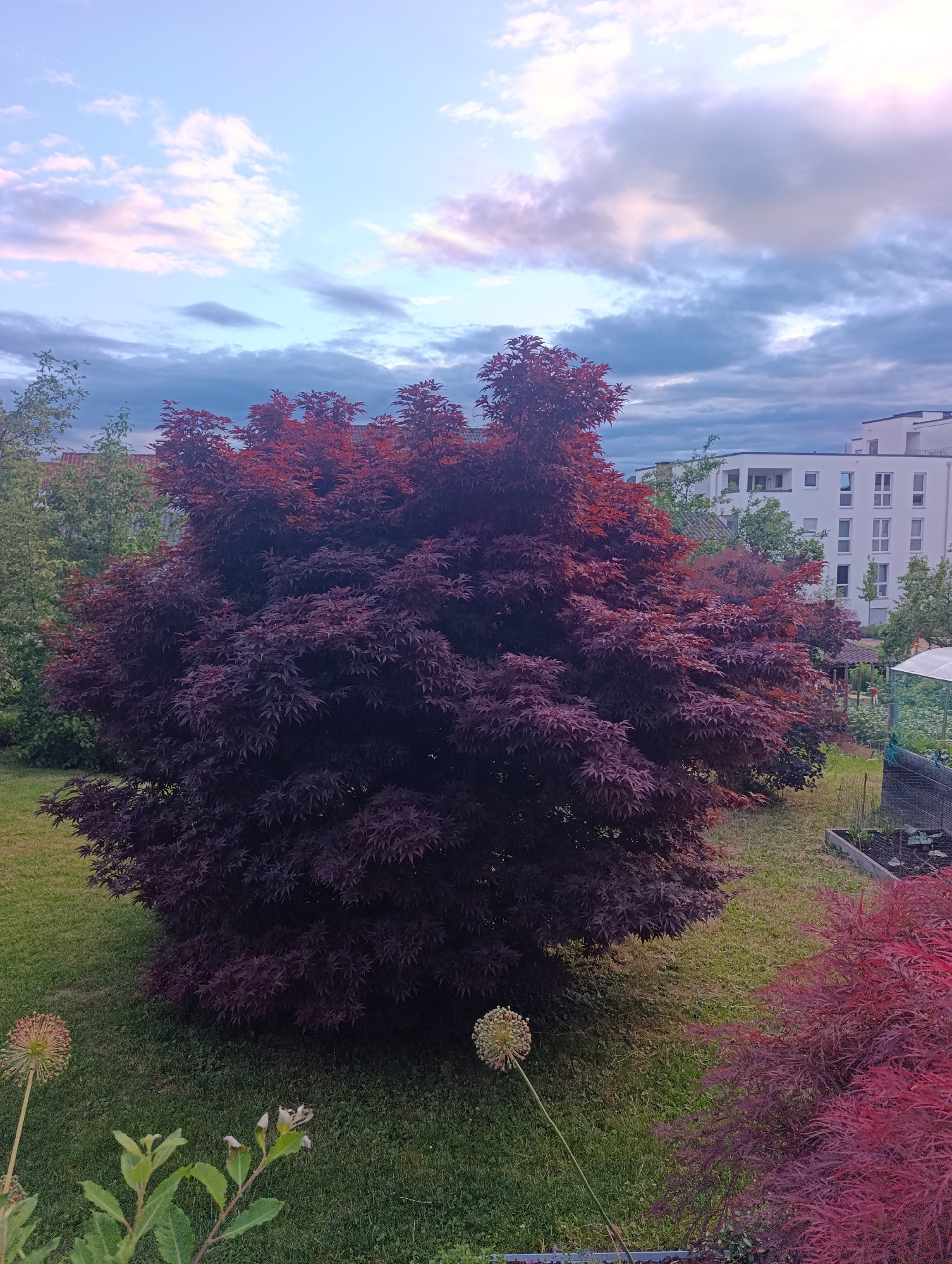 The image depicts a garden scene in Pfullingen, Germany. In the foreground, a large Japanese maple tree with deep red foliage dominates the center of the frame. To the right of this tree, a smaller Japanese maple with vibrant red, feathery leaves is visible. A large, spherical flower head on a tall stalk stands to the left of the main maple tree, and another smaller flower head is partially visible to its right. The ground is covered in green grass. In the background, modern white apartment buildings with multiple windows rise above a row of green trees. The sky above is filled with scattered clouds, tinged with pink and purple hues, suggesting it is either dawn or dusk. A small greenhouse and garden beds are also visible in the background to the right. There are no people or animals clearly visible in the image.