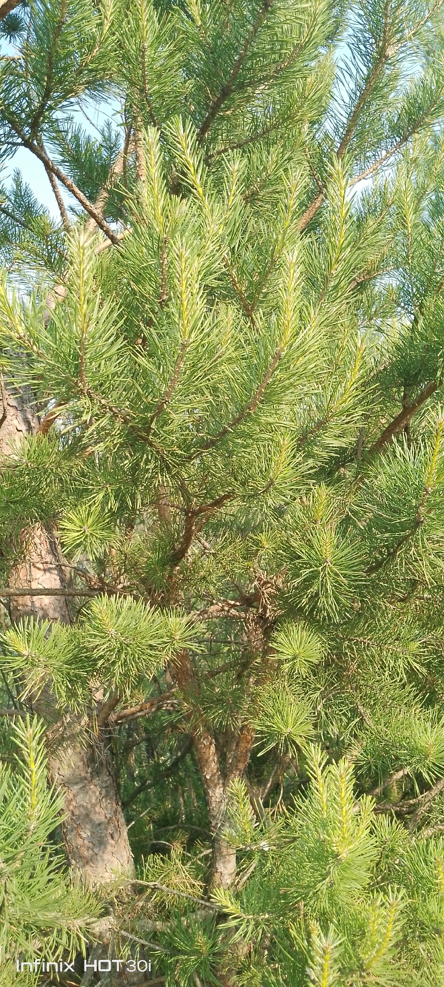 This media file is a close-up, vertical photograph of a pine tree. The foreground is dominated by the tree's dense, green needles and rough, brown bark. Several branches are visible, creating a layered effect. The lighting suggests it is daytime, possibly late morning or early afternoon, with the sun casting highlights on the needles and creating shadows within the foliage. The sky, visible in the upper portion of the image, is a clear, pale blue, indicating fair weather. The overall impression is one of natural, outdoor scenery.
A watermark text is visible in the bottom left corner of the image which reads "Infinix HOT 30i". The location context provided is Kedrovy, Russia. There is no activity or event taking place, and no people are present. The focus is solely on the texture and color of the pine tree.