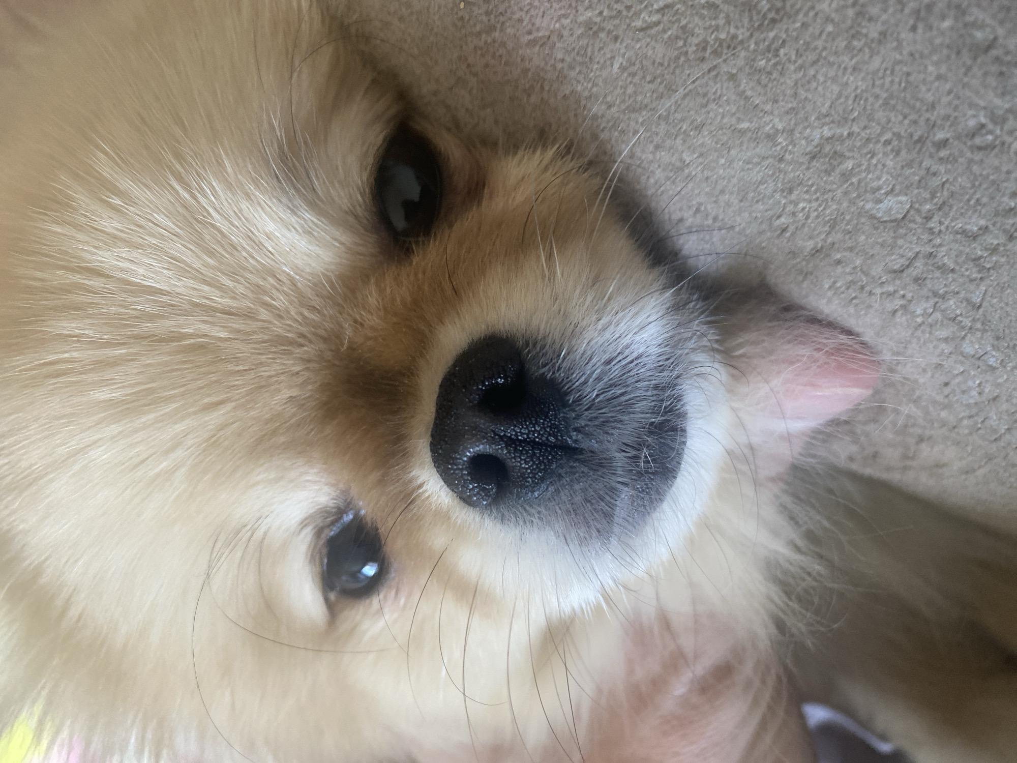 A close-up, high-angle shot focuses on a small, light-furred dog. The dog has a black nose, dark eyes, and light-colored fur. The surface beneath the dog appears to be a coarse material, possibly fabric or concrete. A hand is visible beneath the dog, suggesting it is being held or petted. The location is indeterminate.
