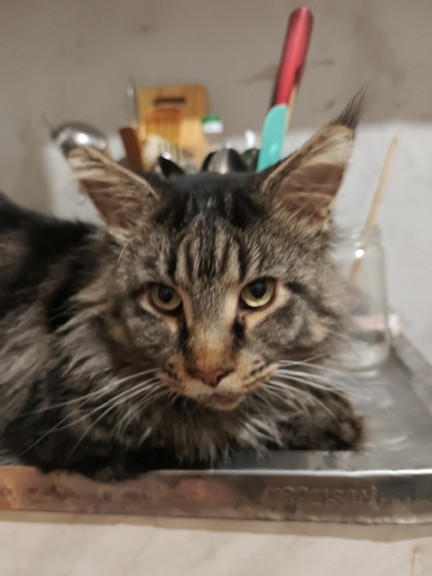 A close-up, slightly blurred, eye-level medium shot shows the face of a long-haired, brown tabby cat. The cat is resting on a metallic tray, with its body extending out of the frame to the left. The background is indistinct but appears to be a kitchen or domestic setting, with shelves holding various items including what looks like a jar, a red cylindrical object, and a teal object. The cat's fur is detailed with stripes of dark brown, black, and lighter brown. Its eyes are open and a yellowish-green color. The cat is looking directly at the camera. The environment appears to be indoors, likely in a residential setting within the city of Star, Russia.