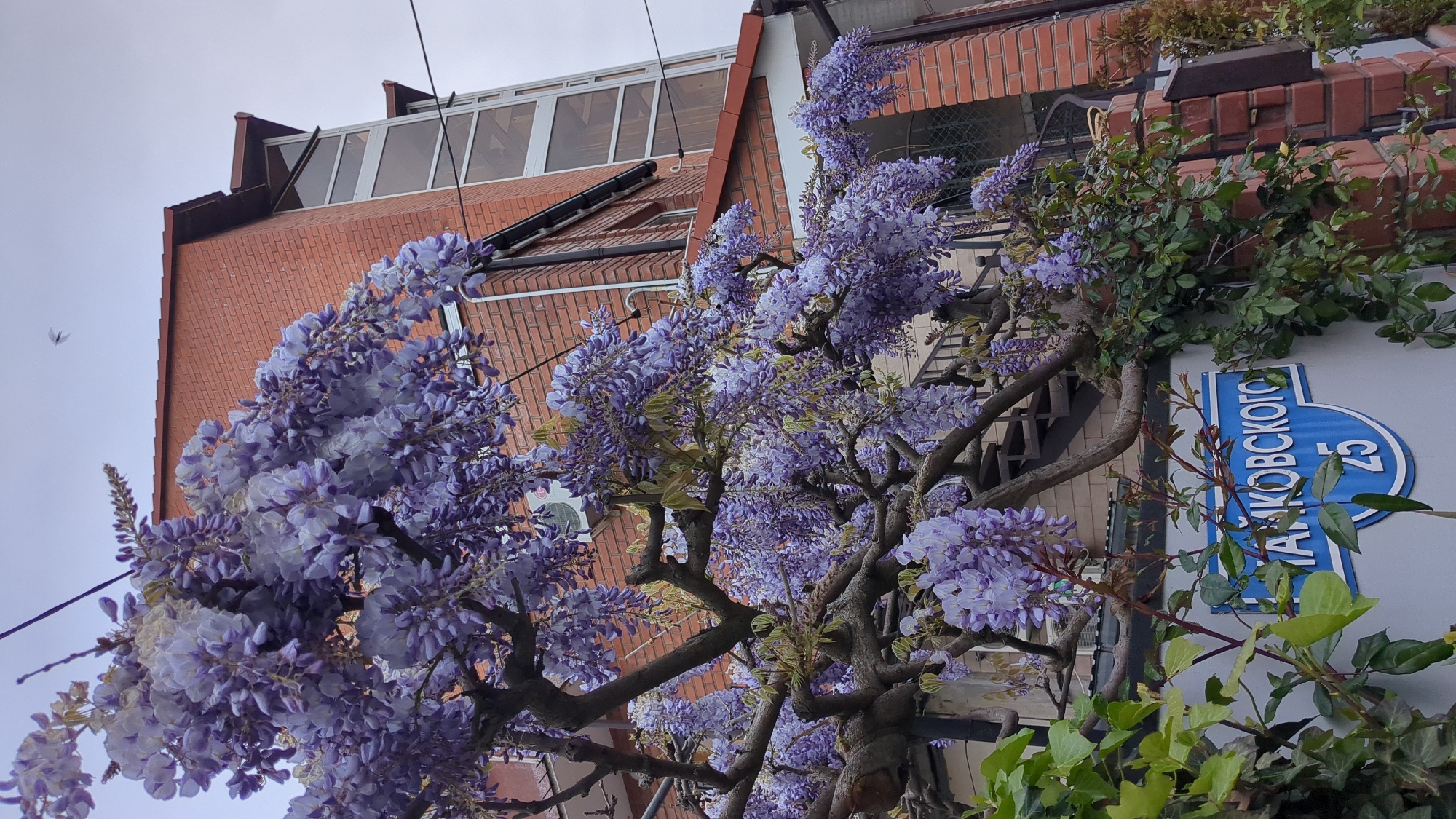 The image displays a vibrant purple wisteria plant in full bloom, its numerous flower clusters and woody branches occupying much of the frame. The wisteria's lush foliage intertwines with other green leafy plants, including what appears to be ivy on the right side. In the background, a building constructed of red bricks is visible, featuring an upper story with large windows, possibly a sunroom or attic conversion. The sky overhead is a uniform, overcast light gray, suggesting a cloudy daytime. A small, dark insect, likely a butterfly or moth, is captured in flight against the bright sky on the left.
On the right side, partially obscured by greenery, is a blue street sign with white text. The visible text reads "ЧАЙКОВСКОГО 25" (CHAYKOVSKOGO 25), indicating "Chaykovsky Street, 25". The photograph is taken from a low angle, looking upwards, and is slightly tilted. The scene takes place in Gelendzhik, Russia, as confirmed by the street sign.