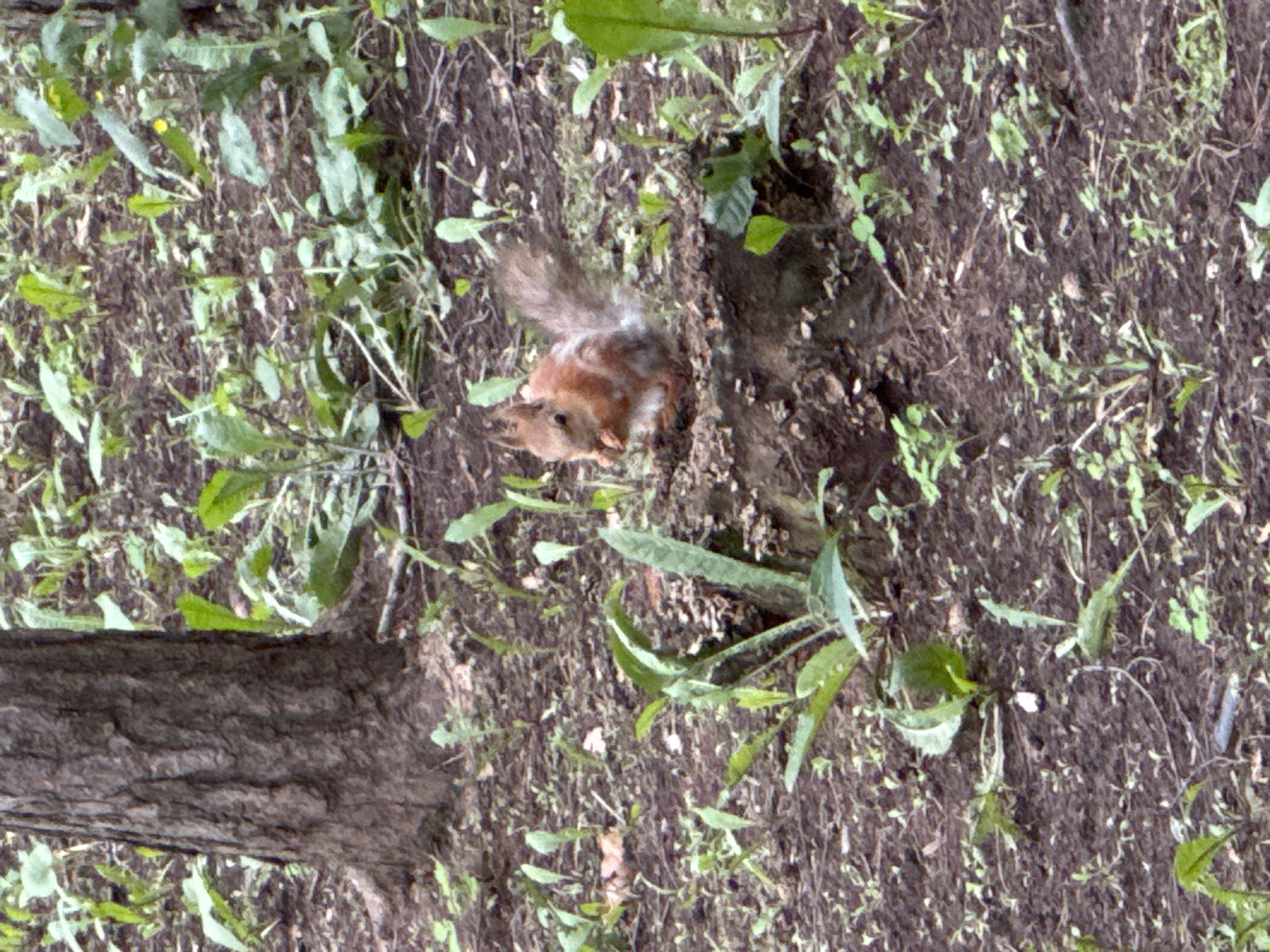 A squirrel is seen in a park in Ufa, Russia, sitting on a tree stump and eating. The squirrel is small and reddish-brown with a bushy tail. It is holding a nut in its paws. The ground around the stump is covered with dry leaves and small green plants. A large tree trunk is visible to the left of the squirrel. The scene is set in a natural environment with a lot of greenery.