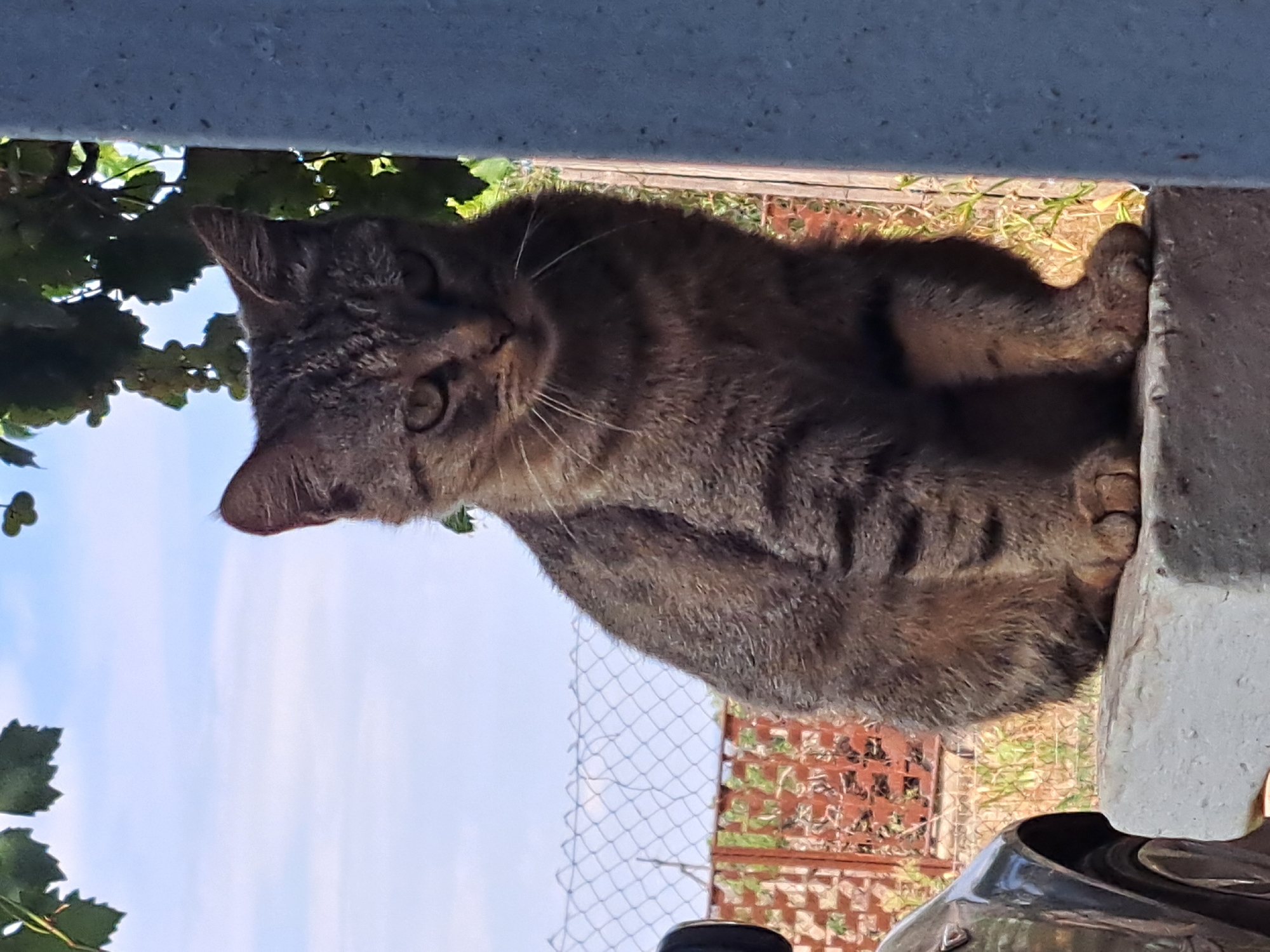 A tabby cat sits on a concrete ledge outdoors. The cat is facing forward with its paws visible. Behind the cat, a chain-link fence and some vegetation are visible. The sky is blue with some clouds. The scene appears to be in Vypasne, Ukraine.