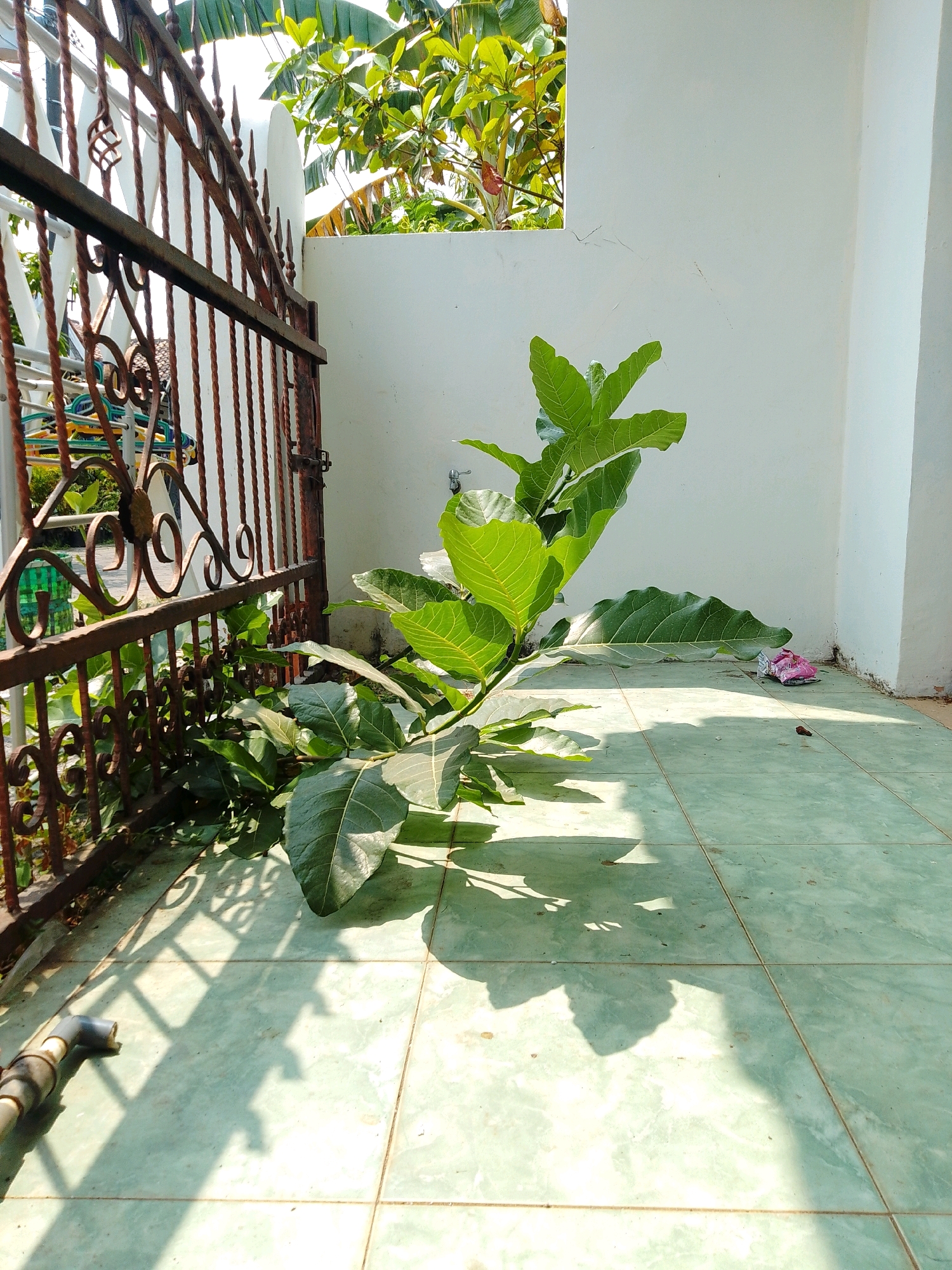 The image depicts an outdoor scene in Cikal, Indonesia. In the foreground, a large plant with broad green leaves is positioned near a rusted wrought-iron gate. The gate is partially open, revealing some green items, possibly hangers, behind it. The ground is tiled with light green squares, and the sunlight casts distinct shadows from the gate and the plant onto the tiles. In the background, a white wall forms the side of a building, with a section of foliage visible through an opening in the wall. A crumpled pink and white object is on the ground near the corner of the wall. A section of piping is visible in the lower left corner of the image.