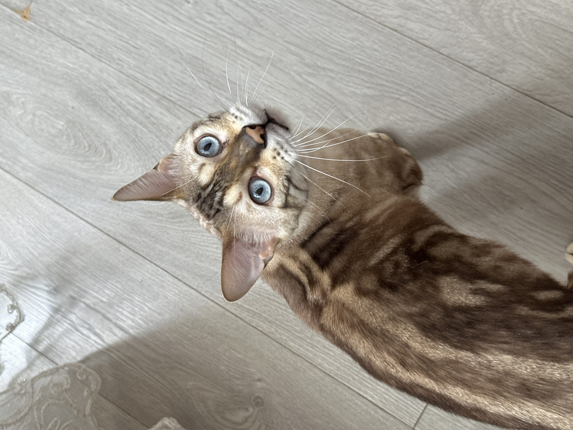 An overhead, high-angle shot shows a Bengal cat with striking blue eyes and a patterned brown coat. The cat is looking up and to the right with its head tilted. Its body extends from the bottom left corner of the frame towards the center, with its tail and hindquarters not fully visible. The cat is positioned on a light-colored wooden floor with a visible grain pattern. In the upper left quadrant of the image, a white, lace-like textile is partially visible, casting a shadow on the floor. The scene is well-lit, suggesting an indoor environment. The specific location in Energetik, Russia, cannot be determined from the visual information provided in the image.