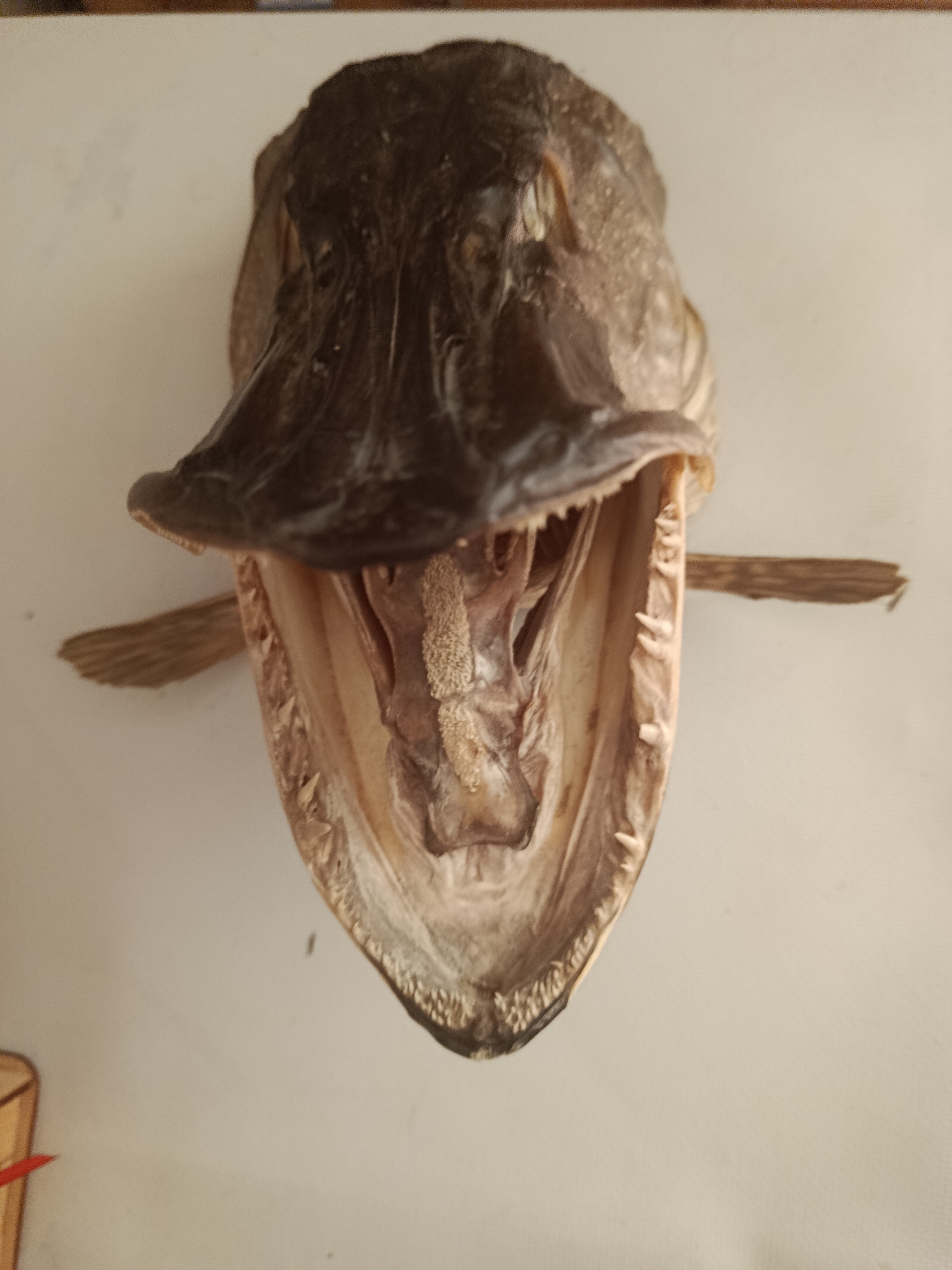 A taxidermied fish head with its mouth wide open is displayed against a plain, light-colored background. The fish appears to be a predator with sharp teeth lining its jaws. Inside the mouth, a light-colored, textured substance, possibly roe or dried tissue, is visible. Fins extend outwards from the sides of the head. The background is unadorned, suggesting the display is likely in a home or a museum setting. No people or other significant environmental features are present in the image.