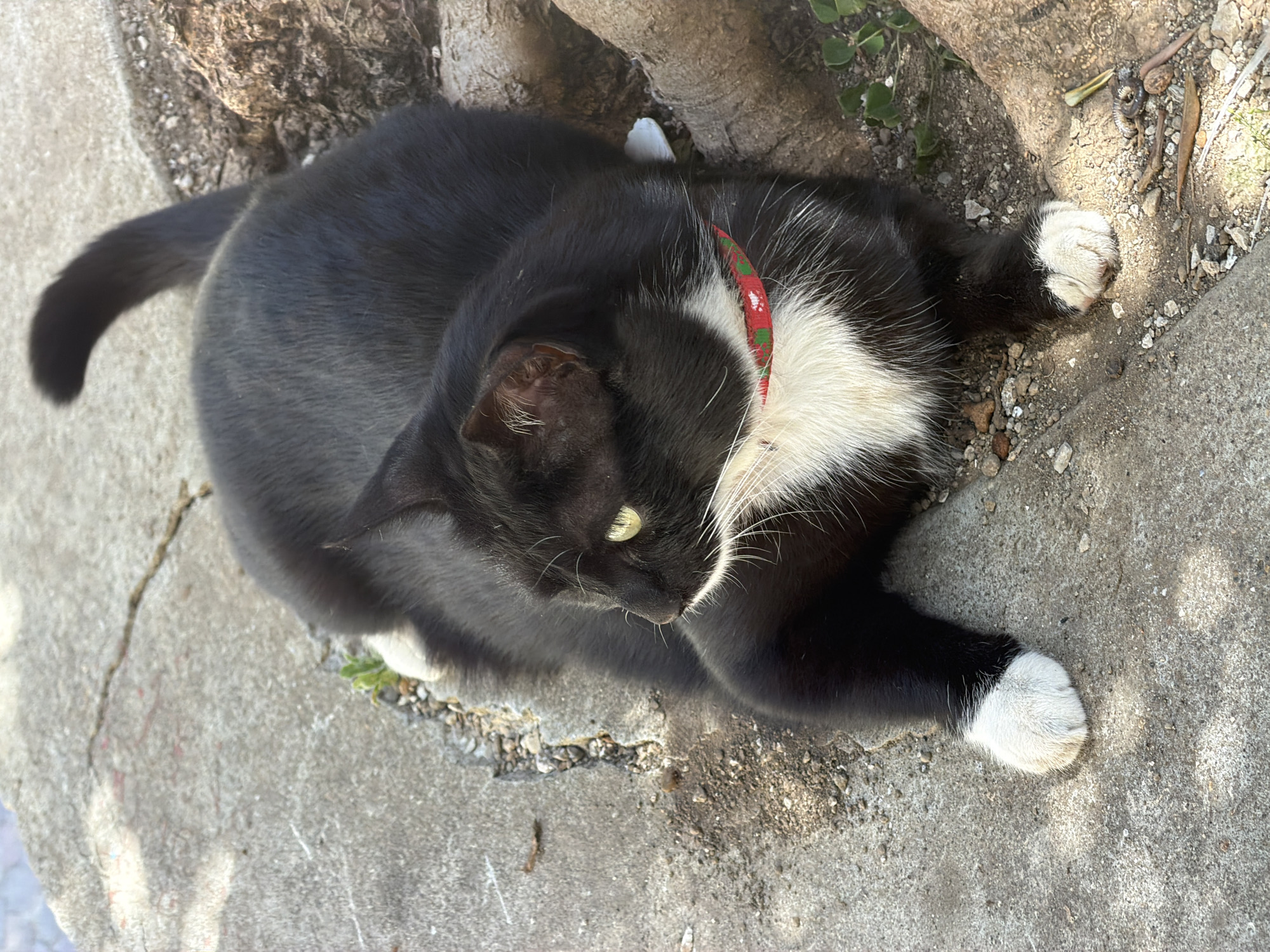 A black and white tuxedo cat with a red collar lies on a concrete surface near the base of a tree. The cat is positioned at an angle in the frame, with its head near the tree's root system and its tail extending towards the left edge of the image. The cat's paws are white and rest on the concrete. Small rocks and debris are scattered around the base of the tree. The cat's eyes are visible, and it appears to be looking slightly downward. The location is Maiori, Italy.