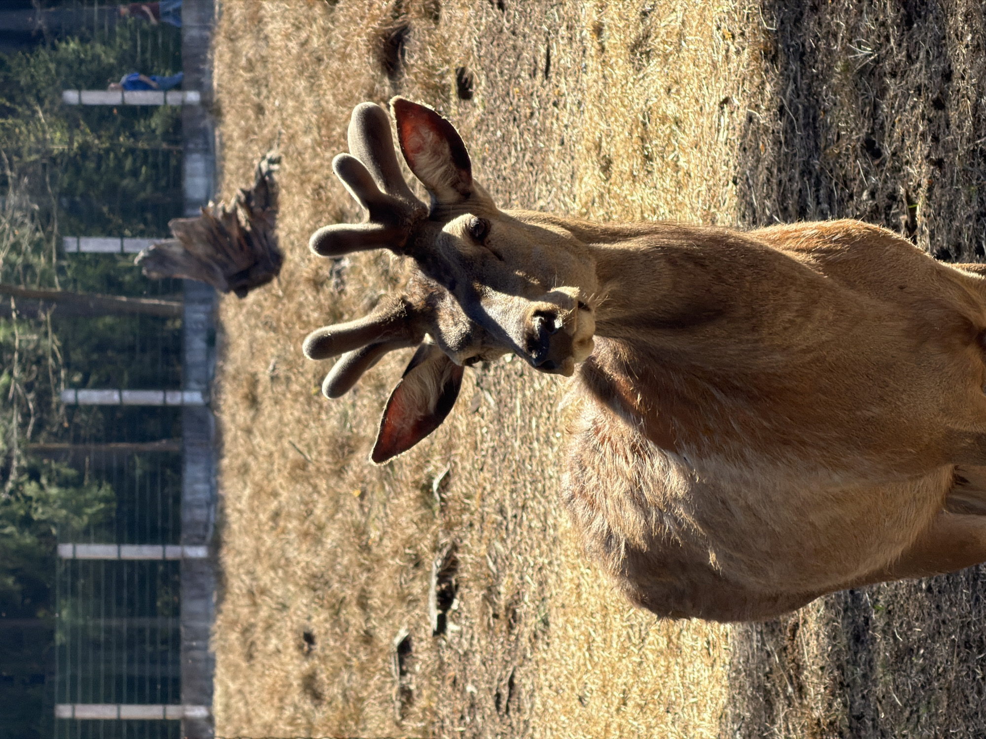 A close-up, rotated, daytime shot shows a deer in Камянюцкі сельскі Савет, Belarus. The deer is facing forward with its head tilted back. It has short antlers with multiple points. The deer is standing in a field of dry grass. In the background, there is a fence and some trees. In the far background, two persons are visible.