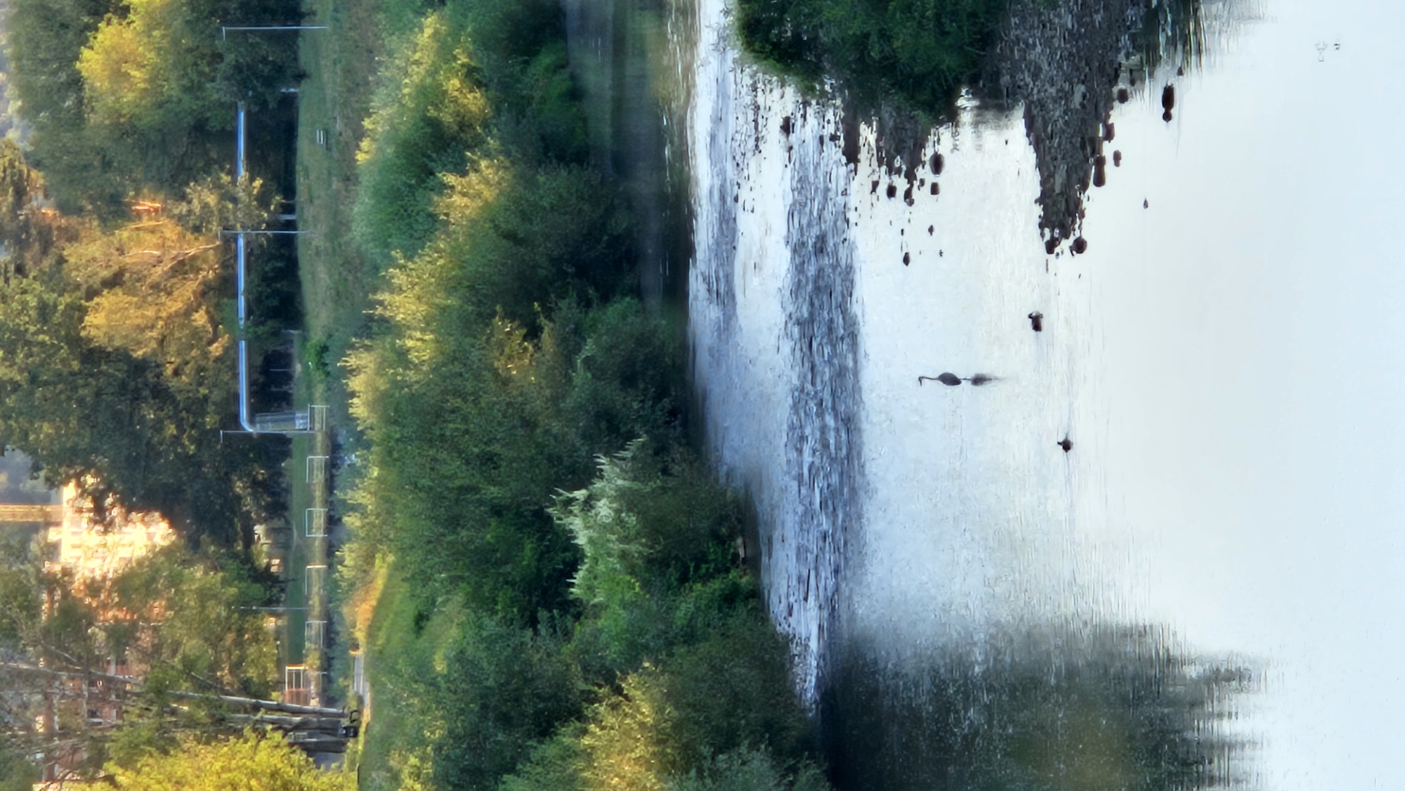 The image shows a serene river scene with lush green vegetation lining the banks. In the foreground, a slender bird, likely a heron, stands elegantly in the shallow water, its reflection shimmering beneath it. Two ducks are also visible, paddling gently near the heron. The river surface is calm, with subtle ripples and reflections of the sky and trees. The background reveals a gentle slope covered with dense bushes and trees, with a hint of urban development in the distance, including a large brick building and industrial infrastructure with a blue pipe. The lighting suggests it is either early morning or late afternoon, casting a warm glow on the foliage. This scene could be located in the vicinity of the Sekčov area of Prešov, Slovakia, known for its green spaces and the Torysa River.
