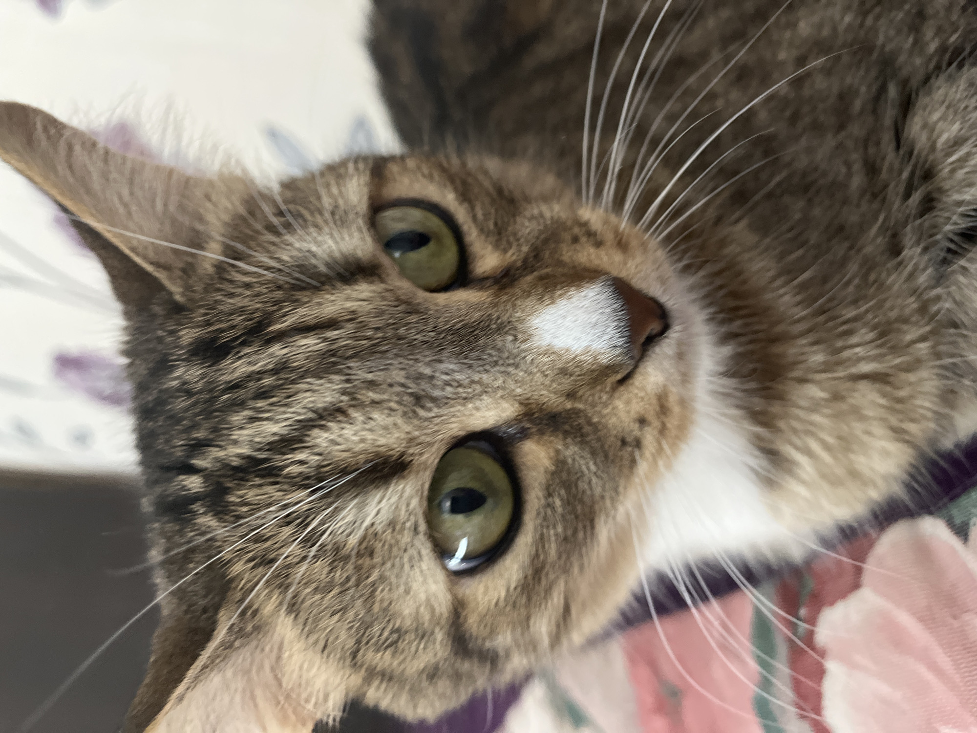 A close-up shot depicts a tabby cat with green eyes and a white patch on its nose. The cat appears to be resting on a floral patterned surface. There is no indication of the location being Izhevsk, Russia, or any information about people, objects, actions, interactions, and the environment apart from what is visible in the image.