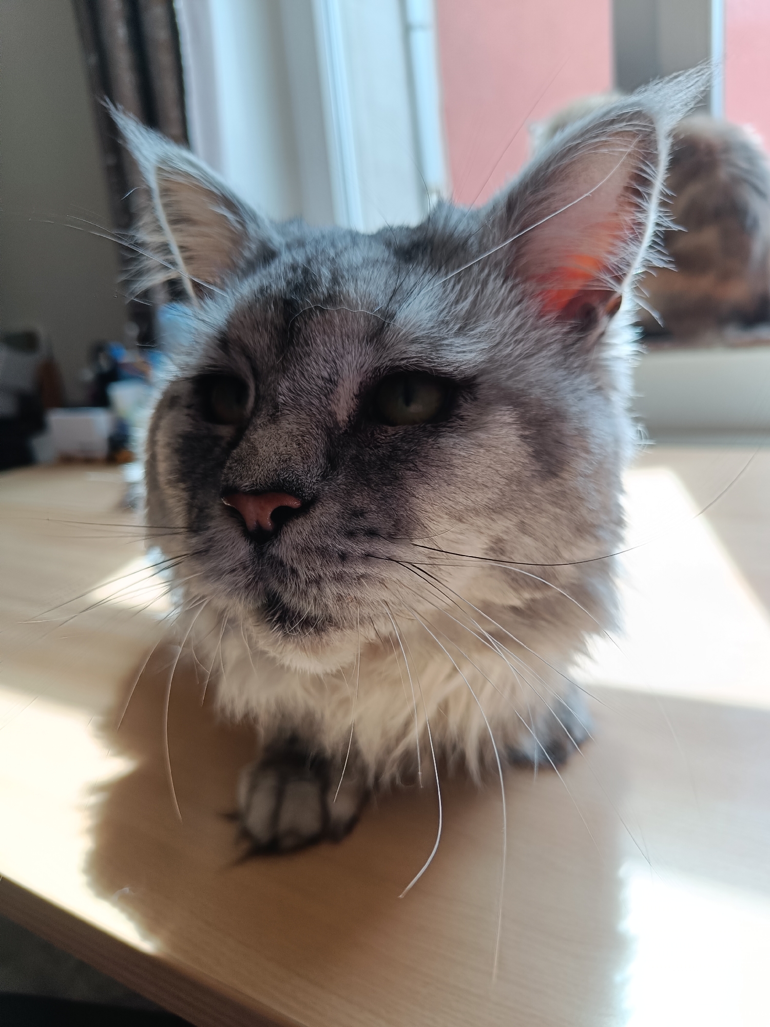 A fluffy, long-haired grey cat with striking green eyes and a pink nose is the central subject, resting on a light-colored wooden surface, likely a table or desk. The cat is facing slightly to the left, with its head and upper body in clear focus, while its front paws are visible tucked beneath its chest. Strong, direct sunlight illuminates the scene from the right, casting sharp shadows on the surface and highlighting the cat's whiskers and ear tufts.
In the blurred background, a window with white frames and brown curtains is visible, suggesting an indoor setting. A faint, out-of-focus shape that could be another cat or object is visible near the window. The bright lighting indicates it is daytime, possibly morning or late afternoon. The cat appears calm and relaxed. No visible text is present in the image. The scene is set indoors in Leuven, Belgium.