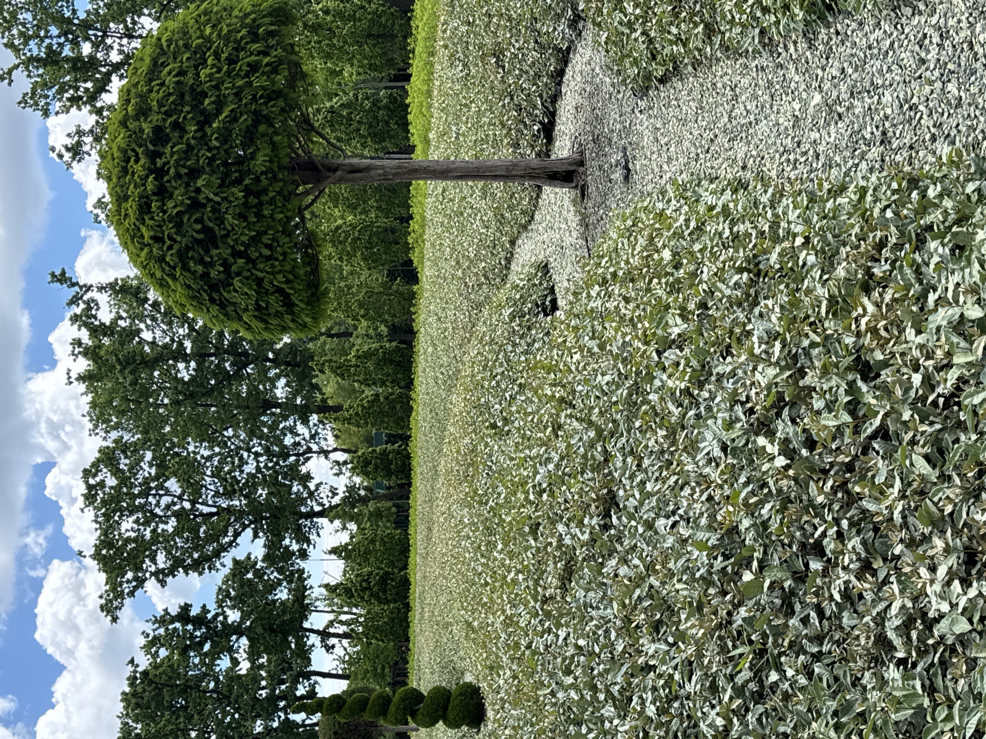 A landscape features a manicured garden, possibly located in Krasnodar, Russia, although location is not verifiable within the image. The garden prominently displays a topiary tree with a round, dense crown. A lower hedge with variegated foliage extends across the foreground. In the background, taller trees are visible under a sky with scattered clouds. The ground around the topiary trunk is covered with lighter-colored material, possibly gravel.